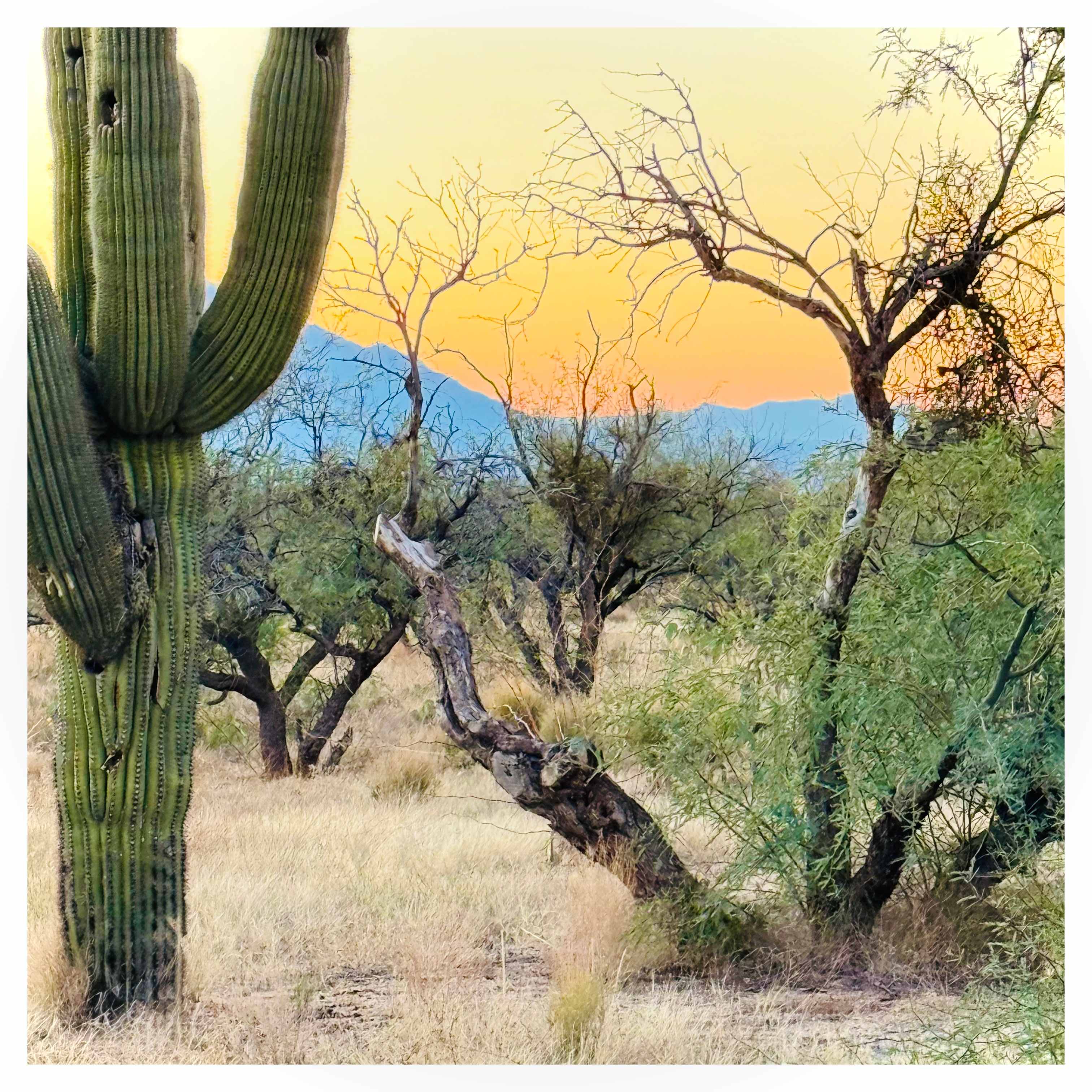 Epic Private 300 Acre Saguaro Park