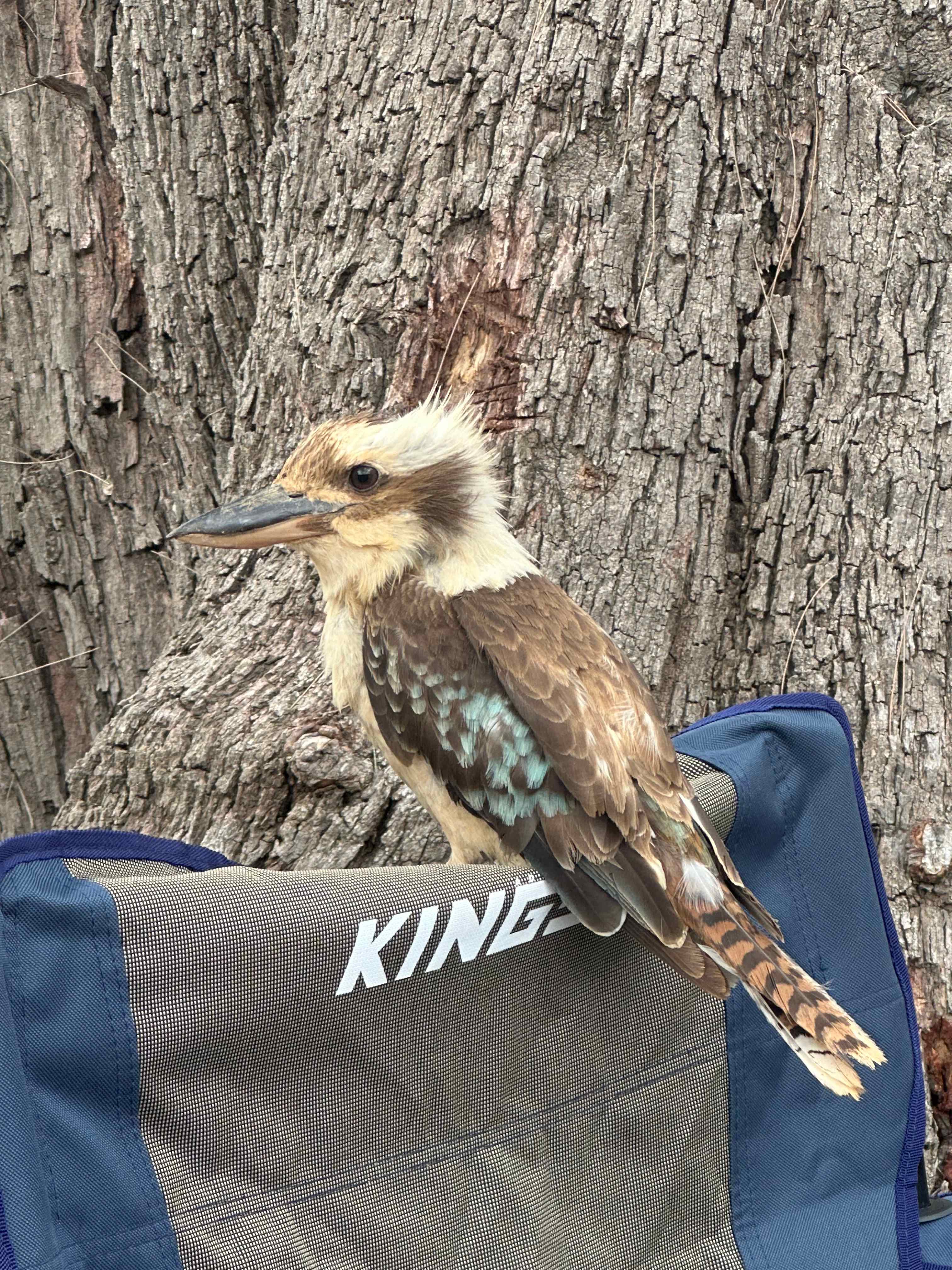 Riverside Camping, Glamping, Cabins