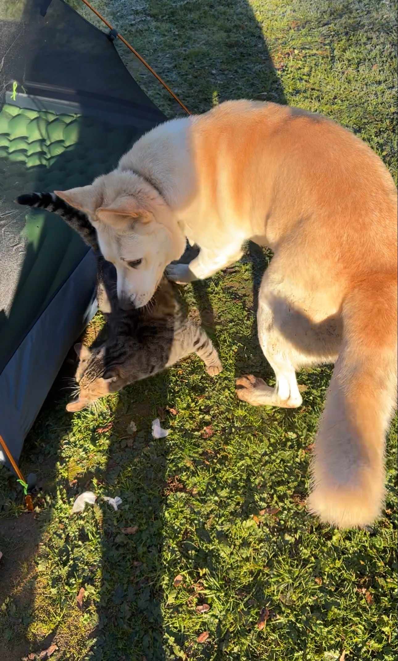 Camp ikigai Animal Sanctuary 501c3