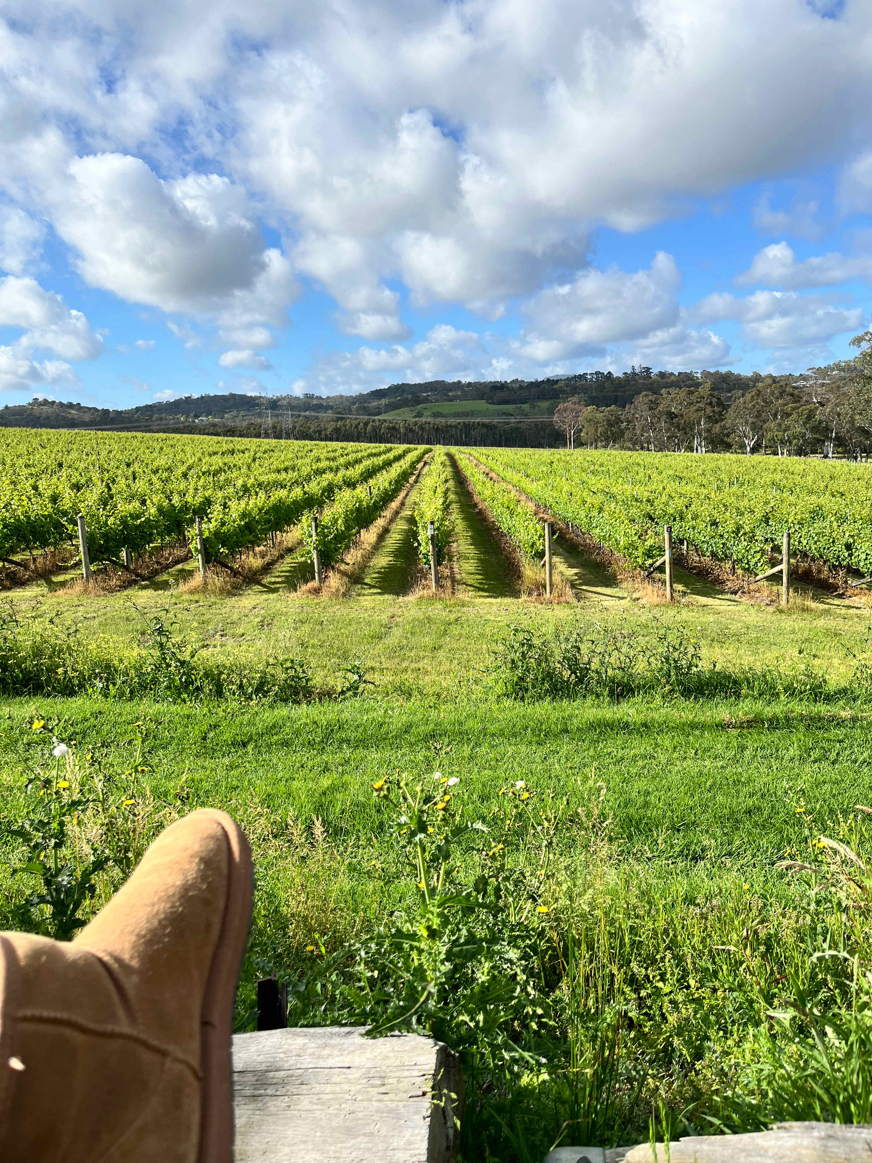 Yarra Valley Vineyard Views