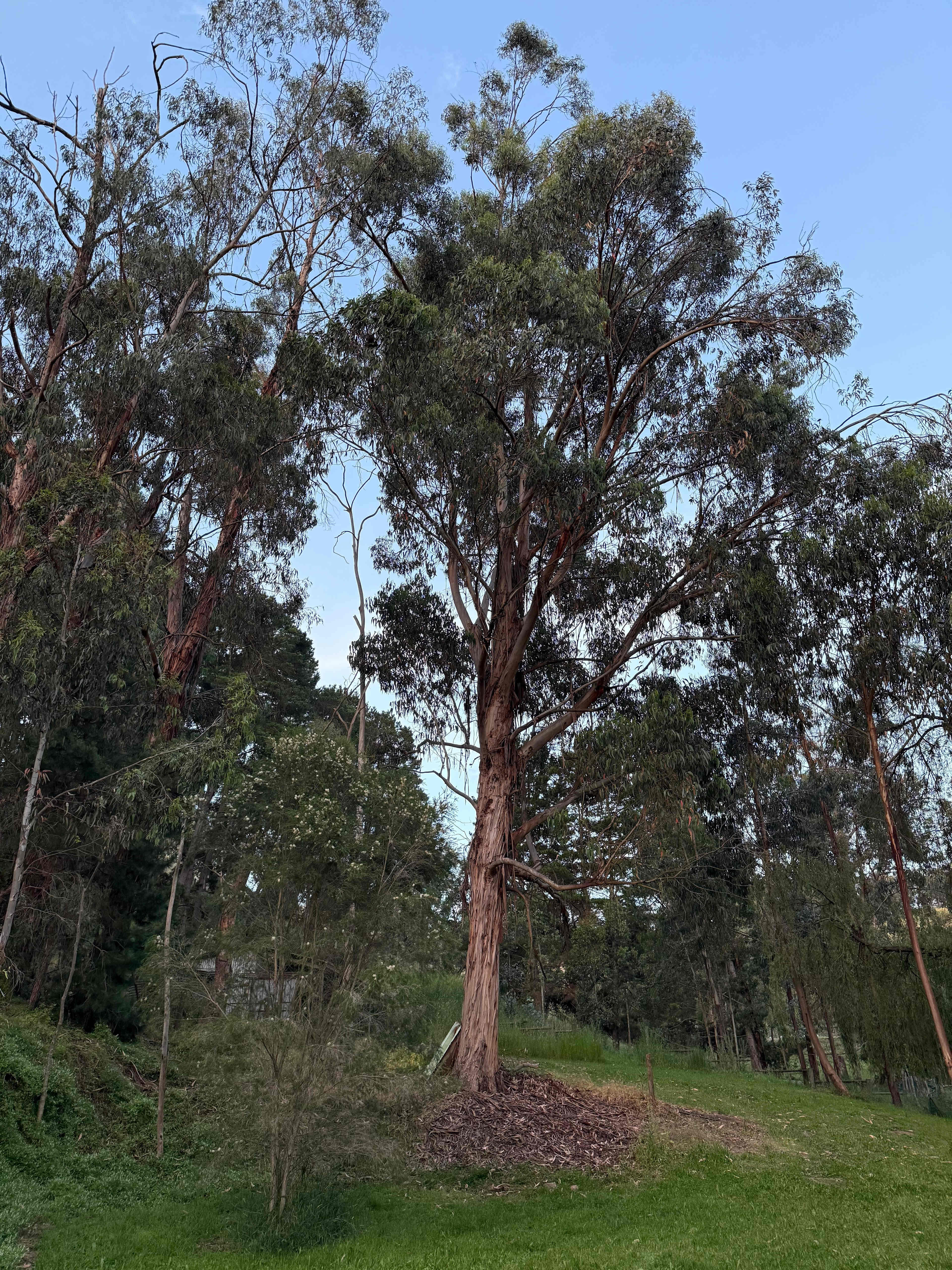 Camp Toondilla (Clarendon SA)