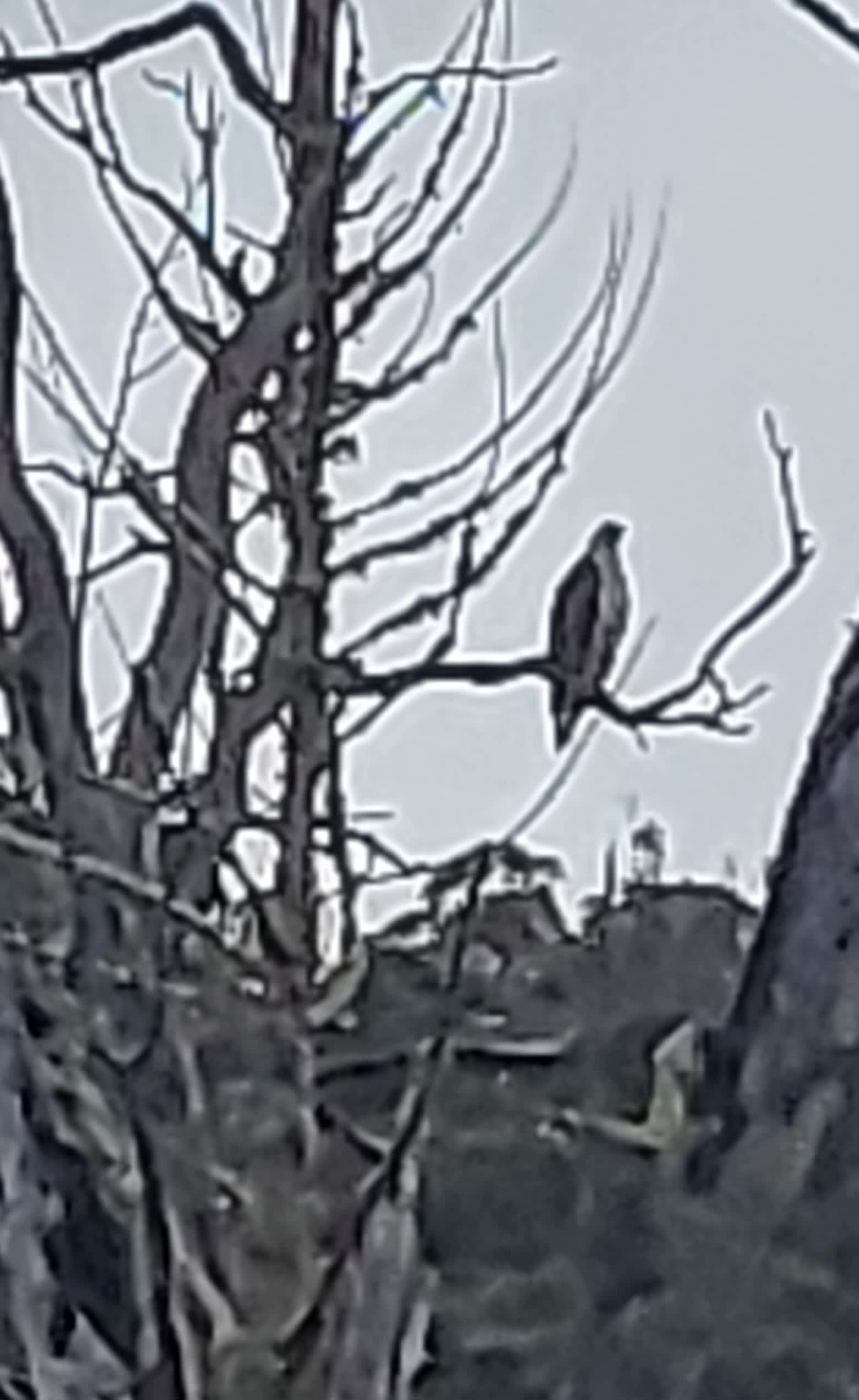 White bellied sea eagle !