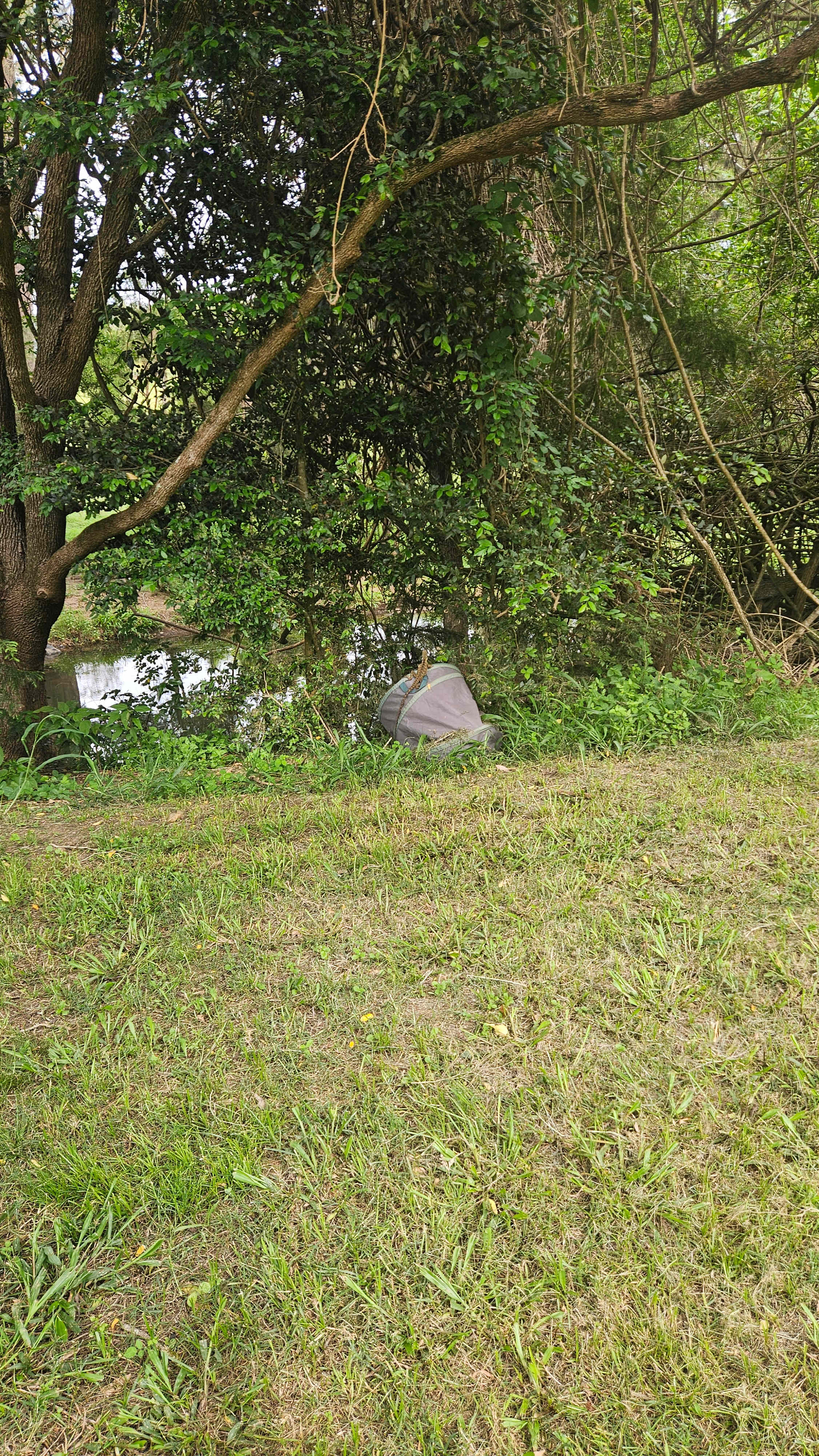 Water dragon just catching some sun
