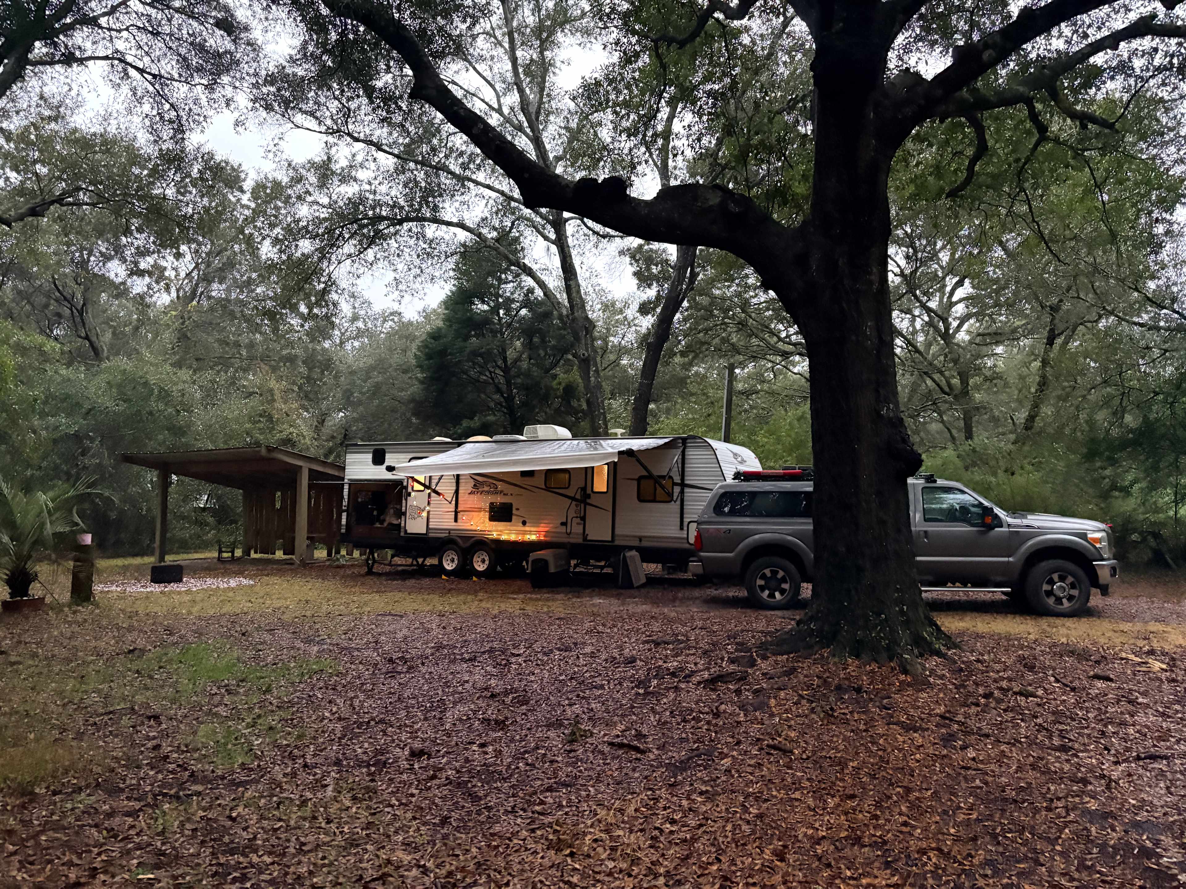 Lowcountry Live Oaks.