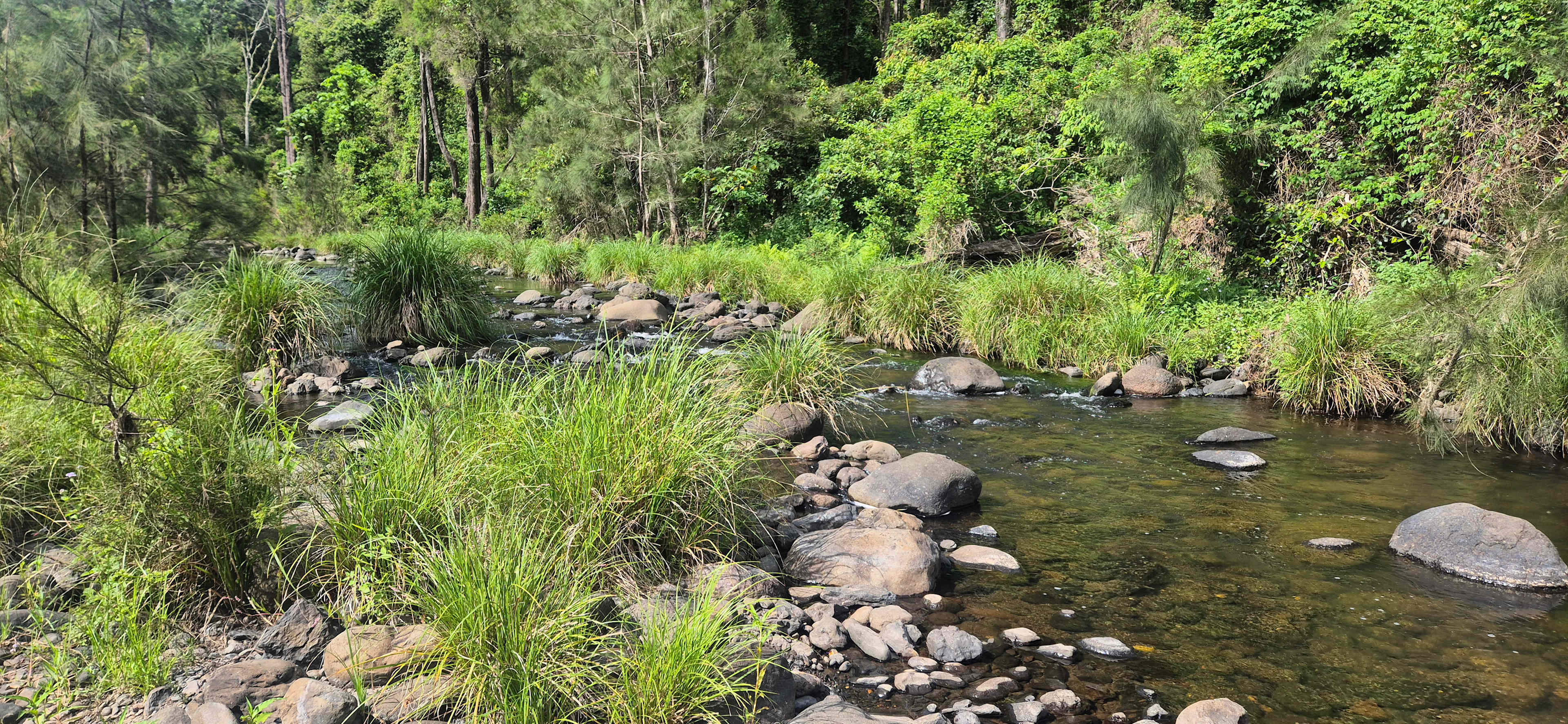 Sarabah Creek Camping