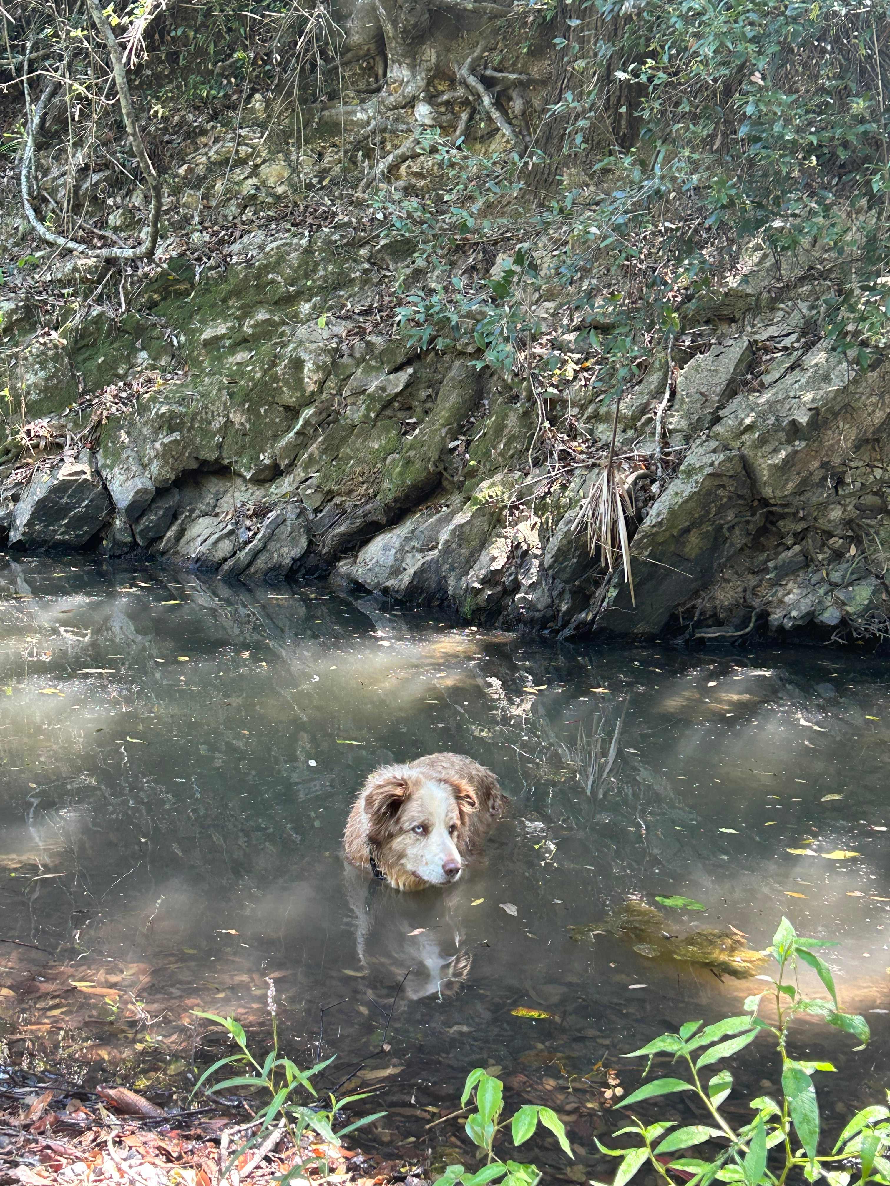 Cahoola Cabins and Camping