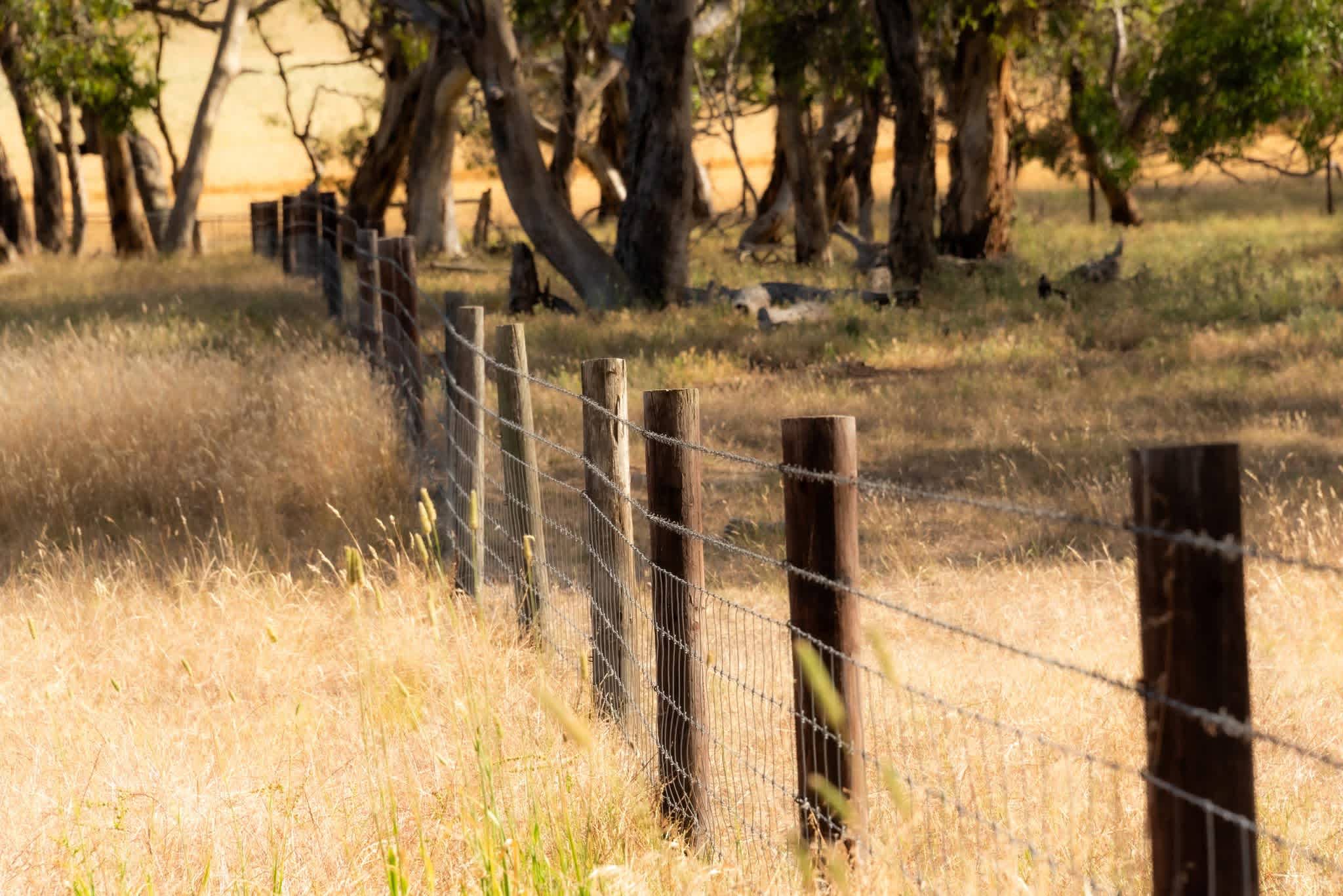 Amberfeld Big Gum Camp