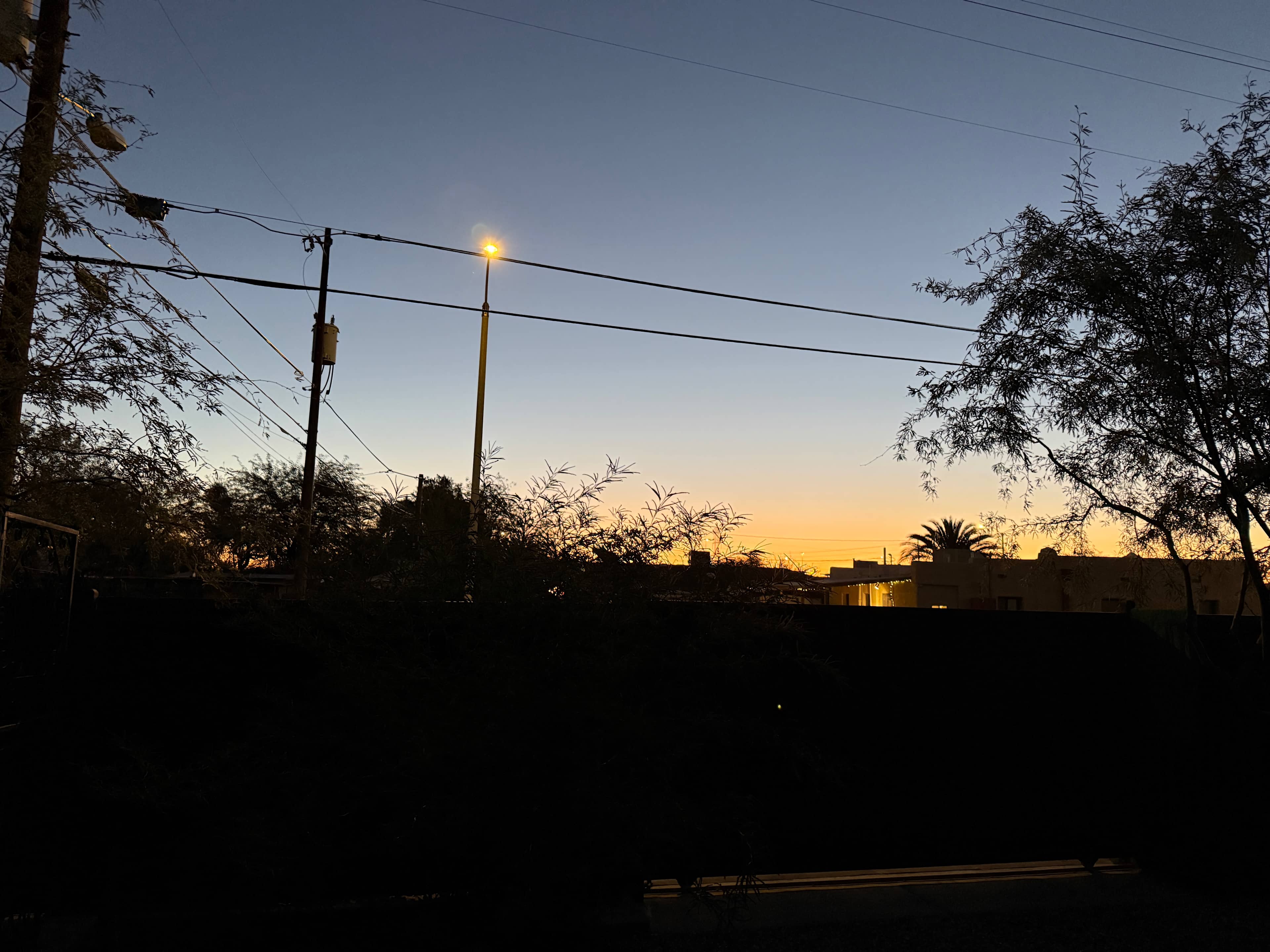 Roadrunner Tucson Birds and Cacti