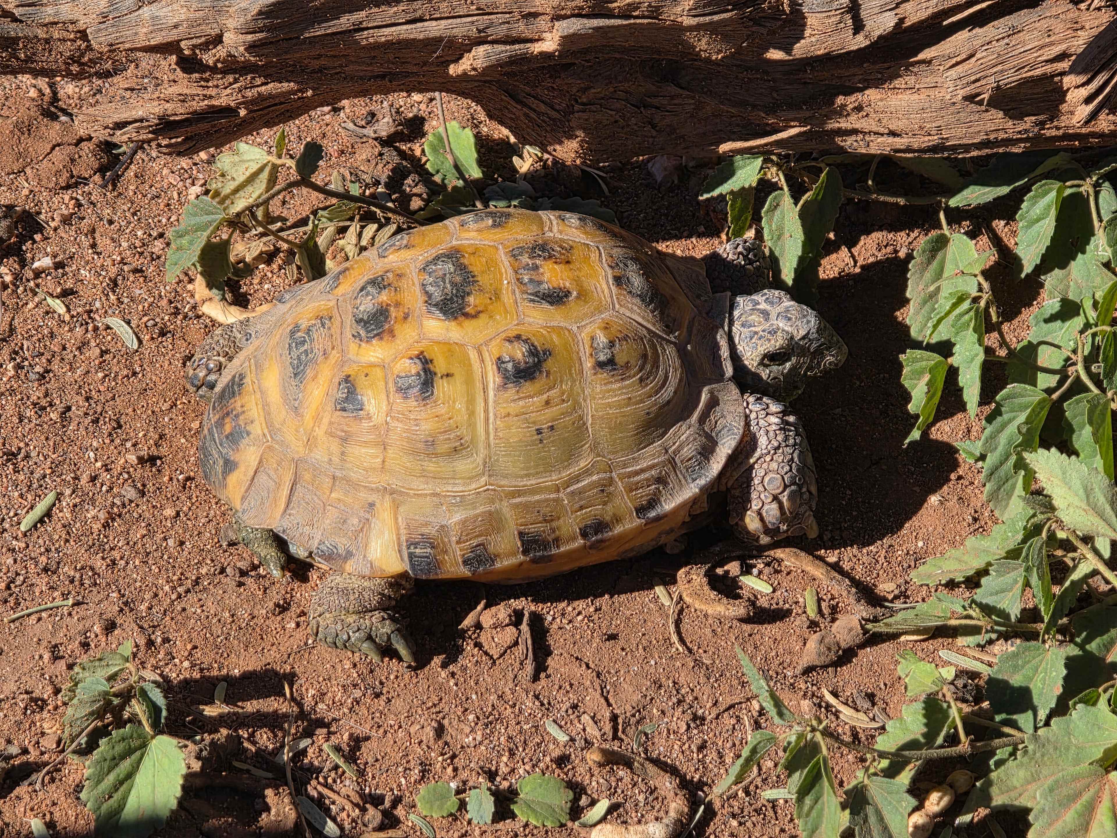 My co-camper, Gilligan 