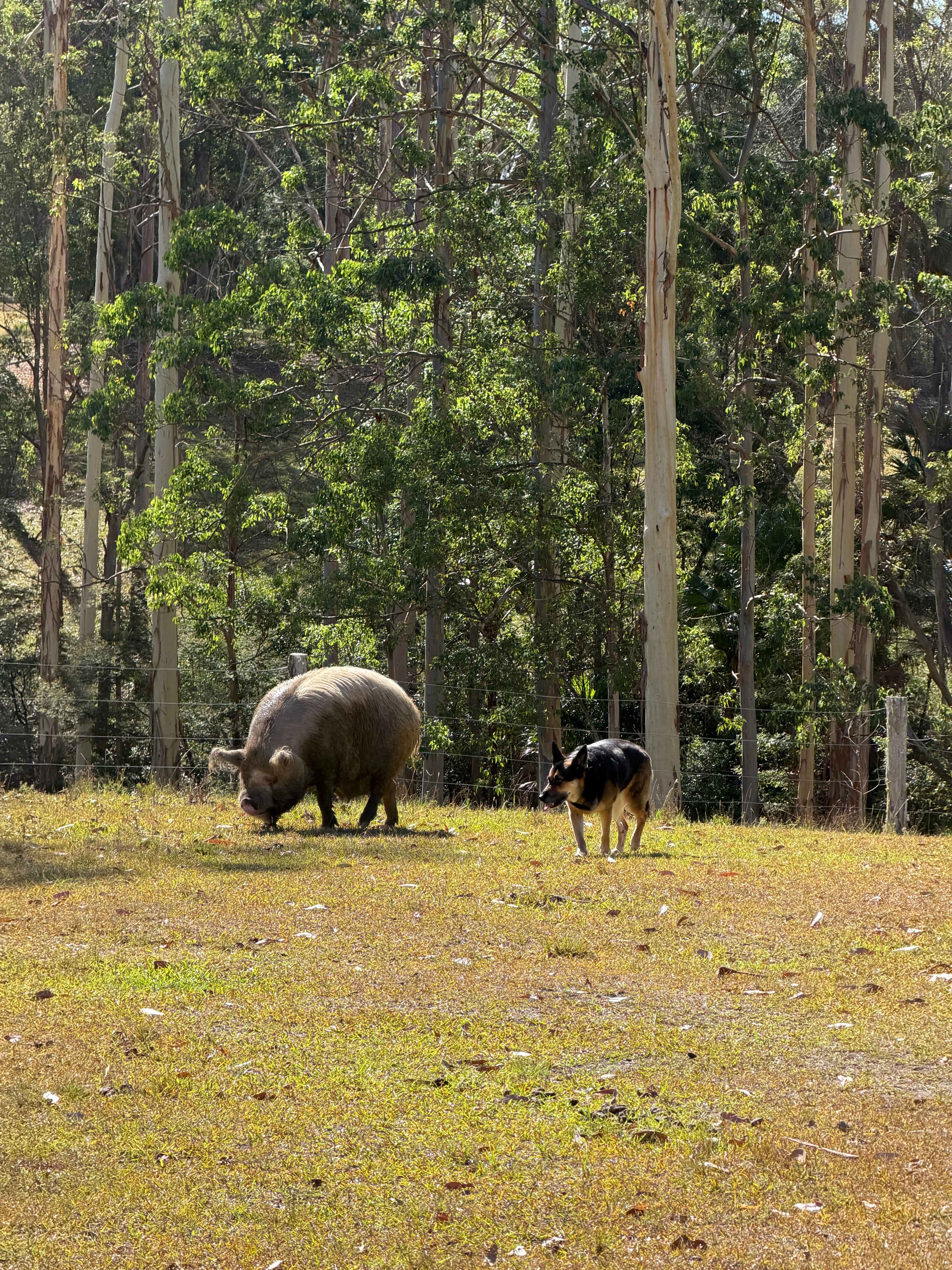 Wootton Arabian Stud Farmstay