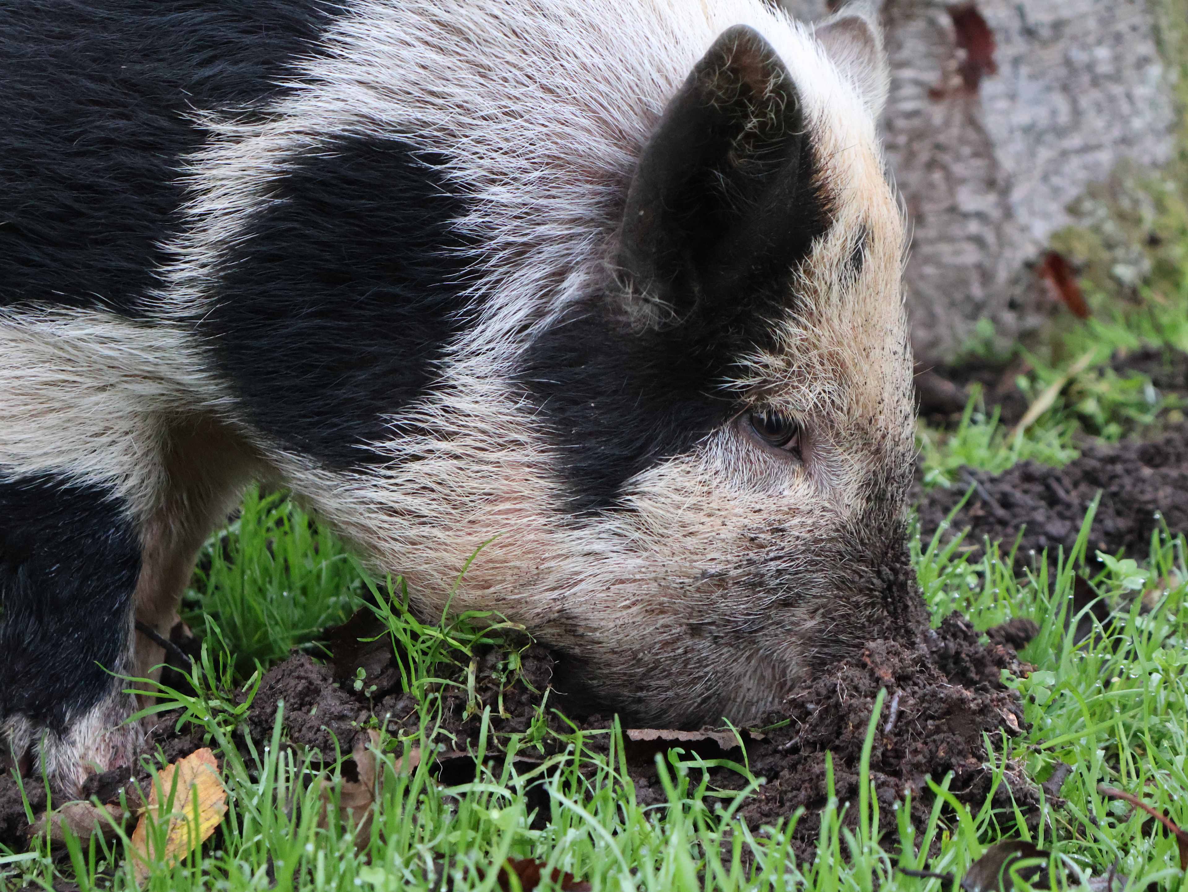 Pig on the loose, just made friends and rooted around.