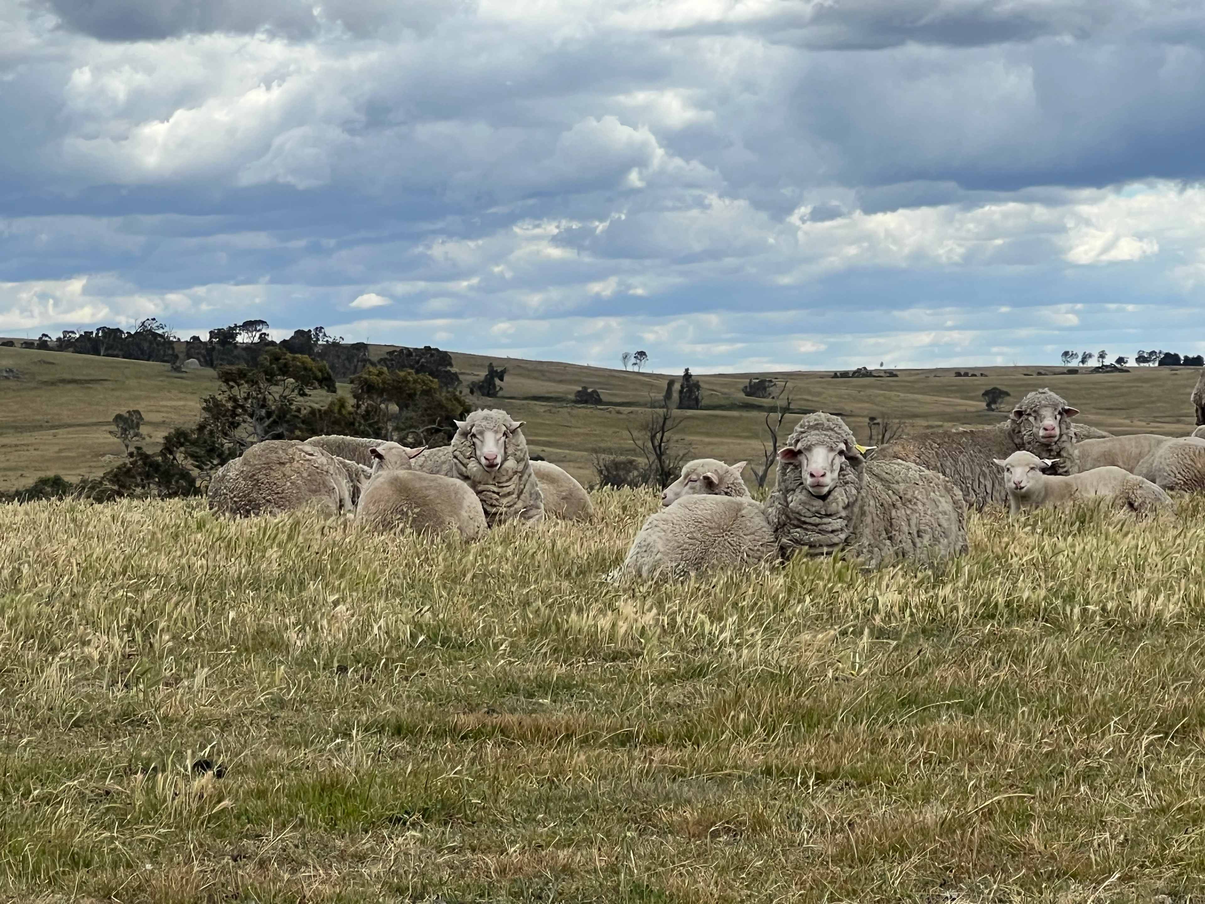 Spring Creek Valley Farm