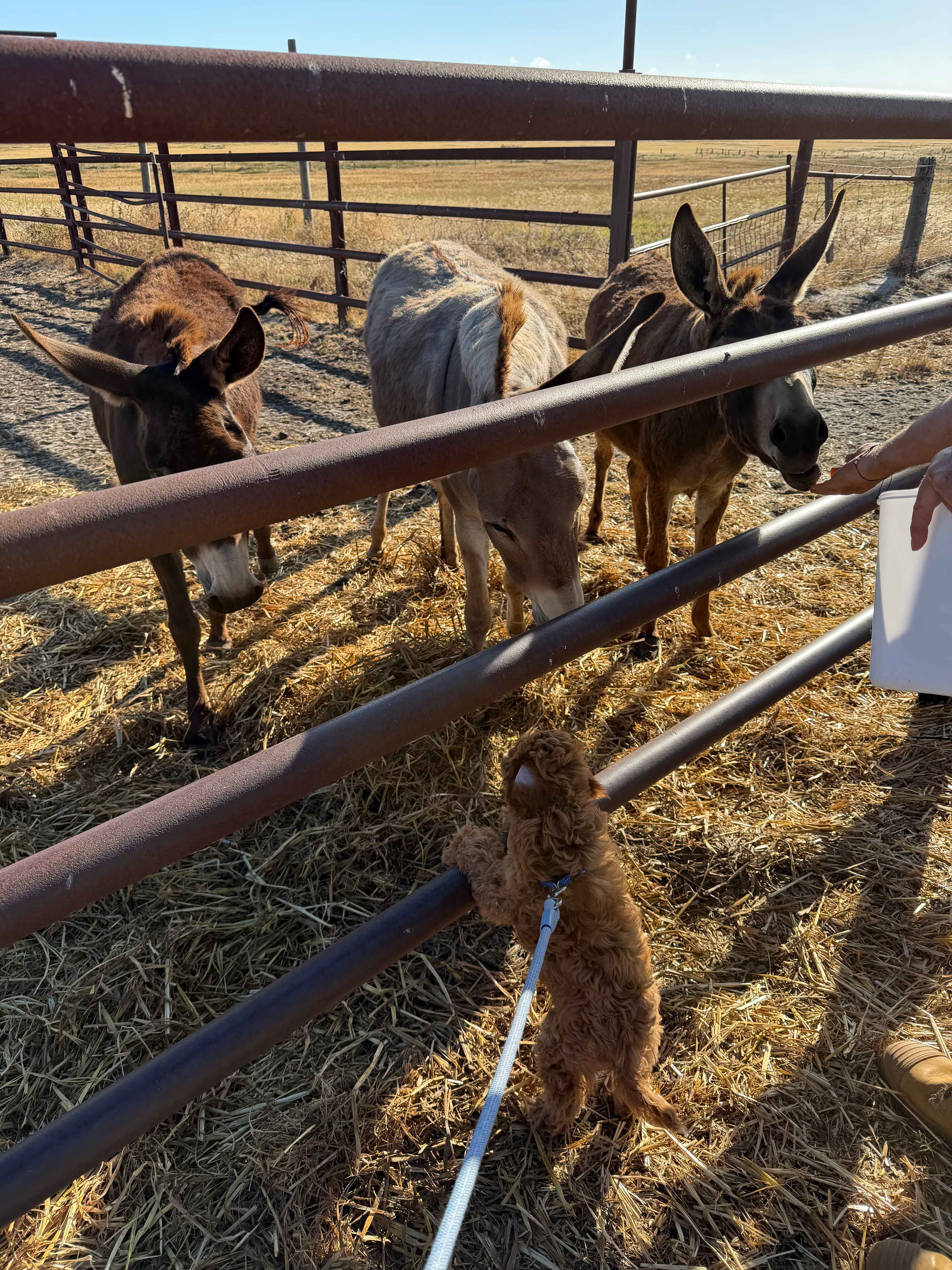 Nambung Station Stay