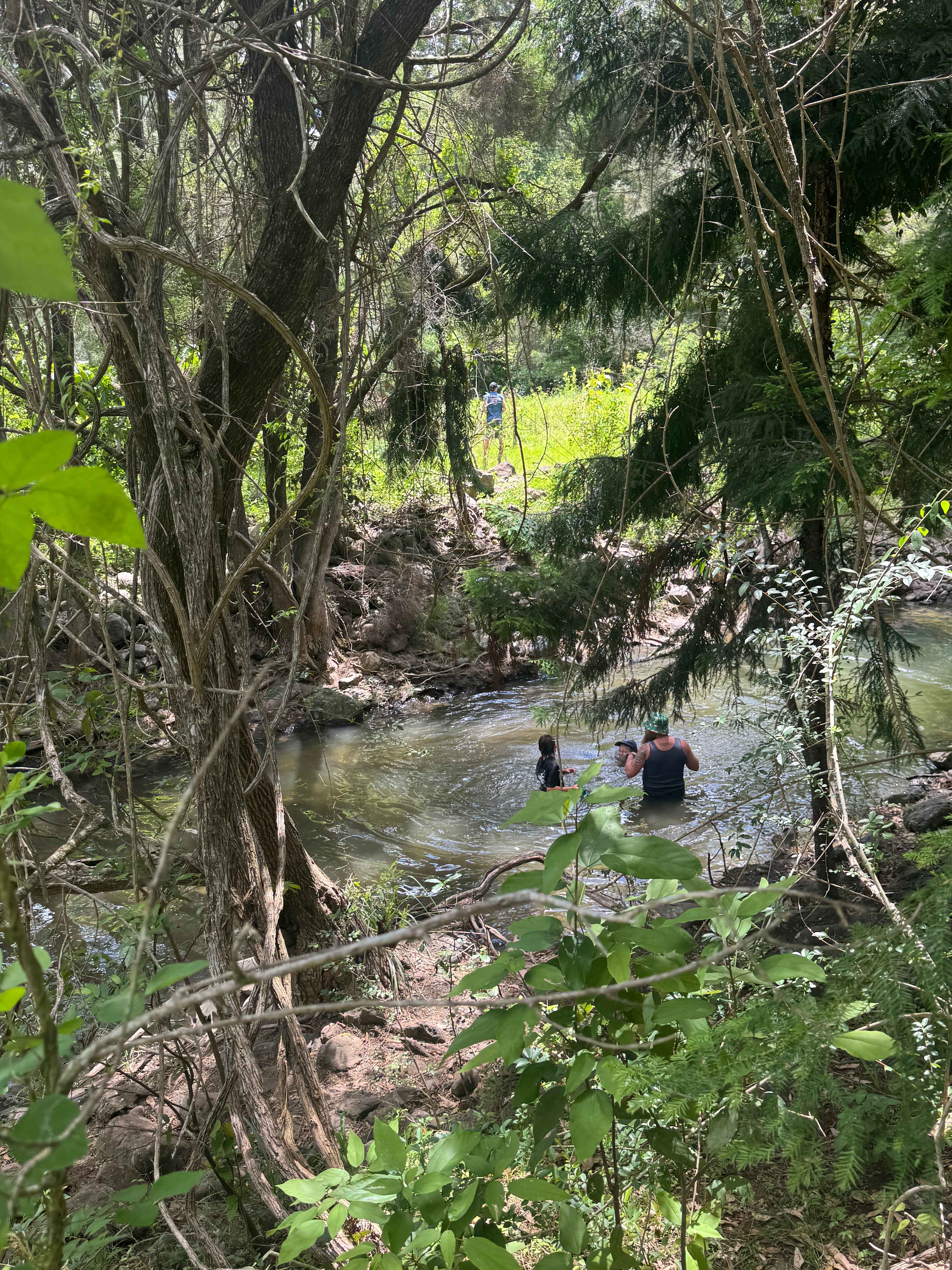 Tyungun At Ferny Glen