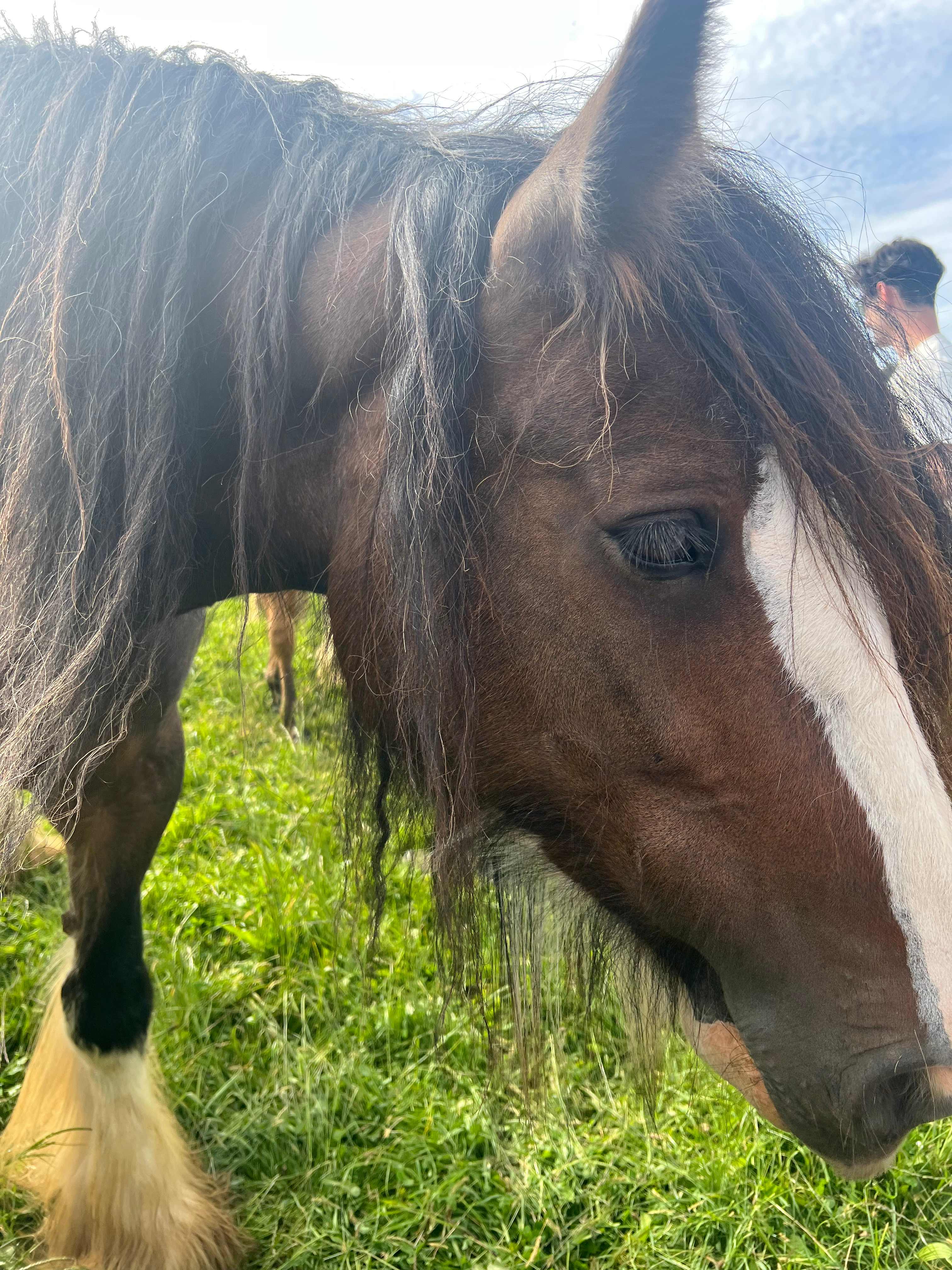 Arion Park, Campsite, YOLLA NW TAS