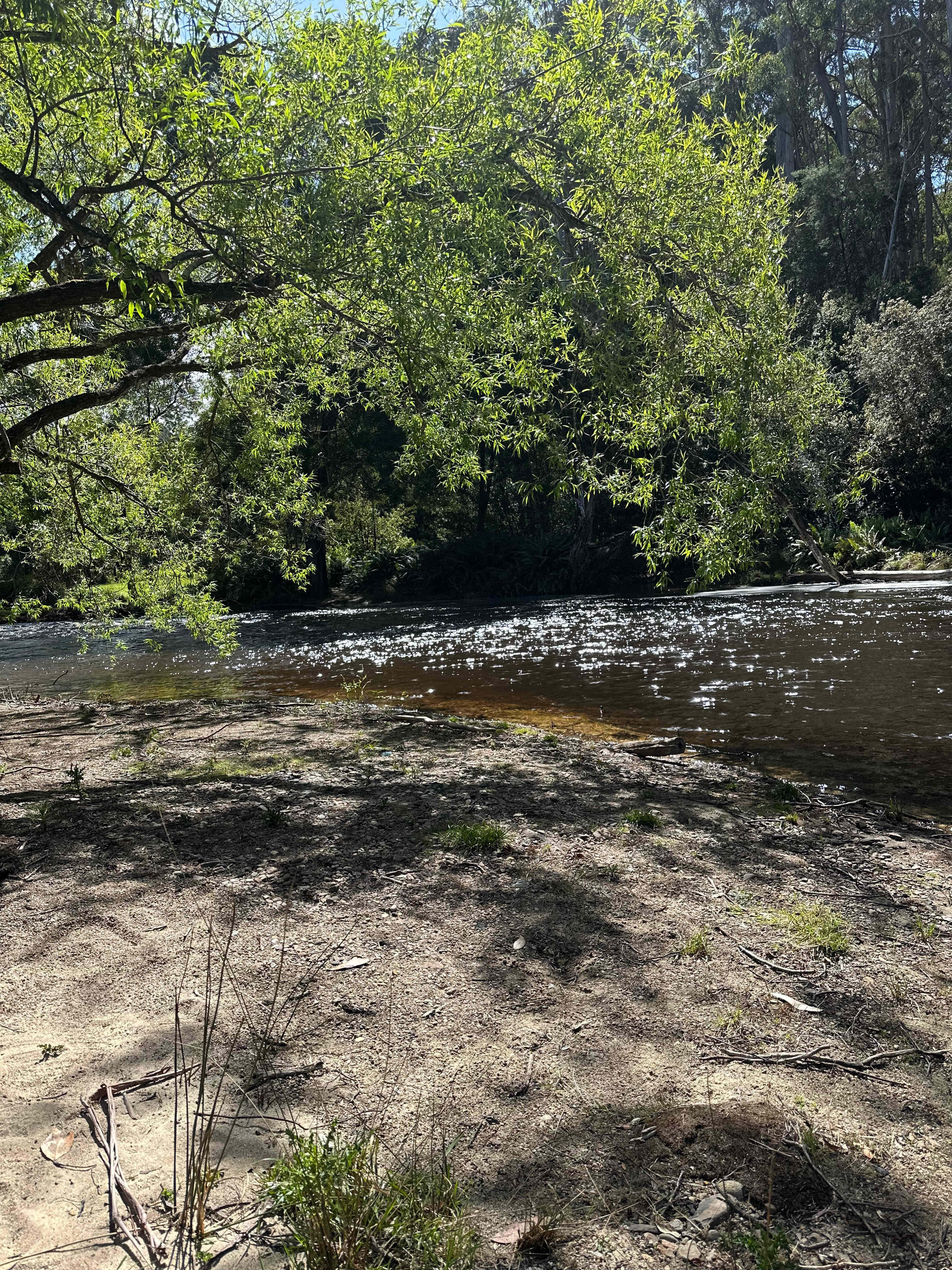 The river where the platypus lives 