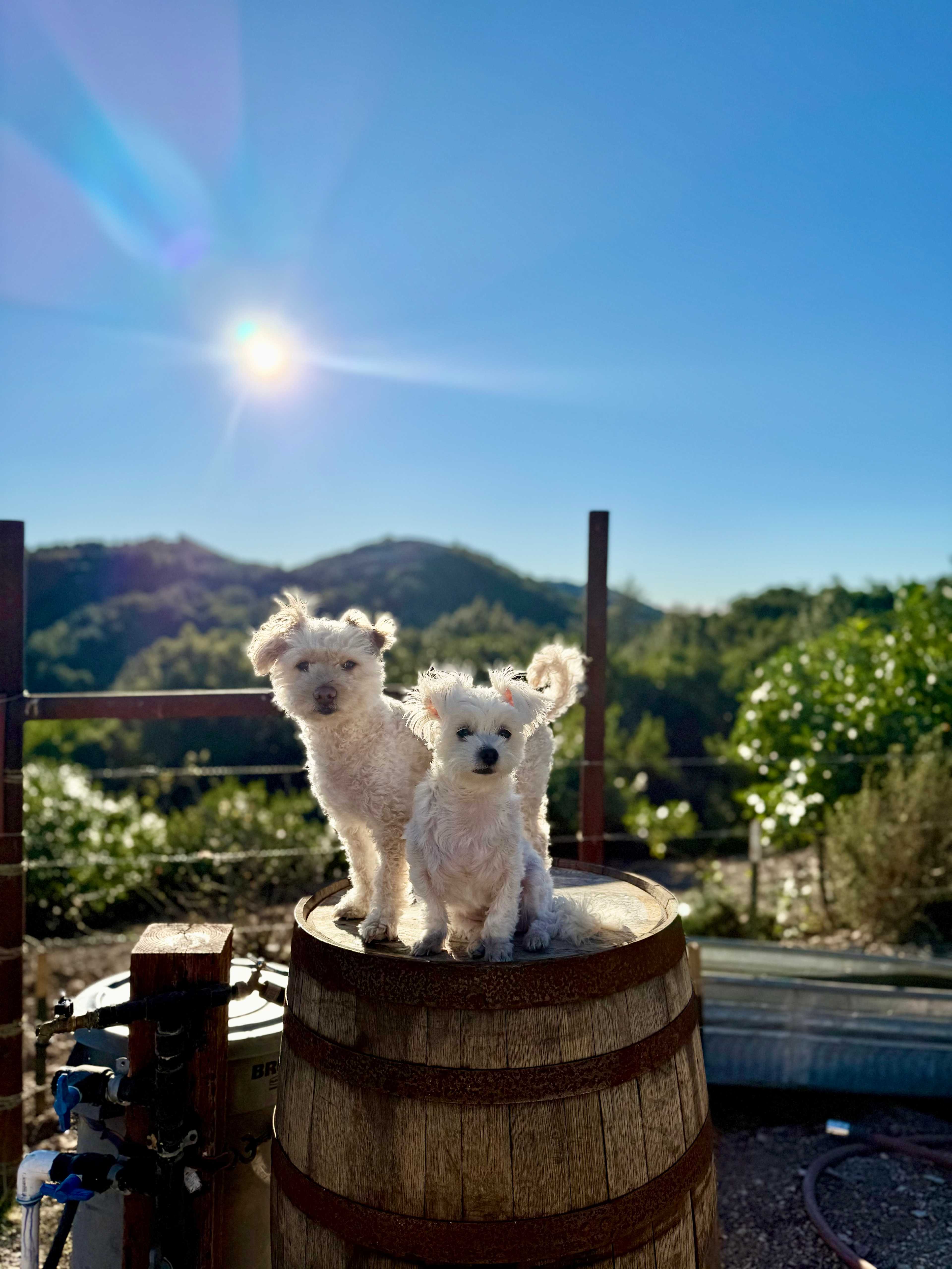 Ragnar & Clay basking in the sun 