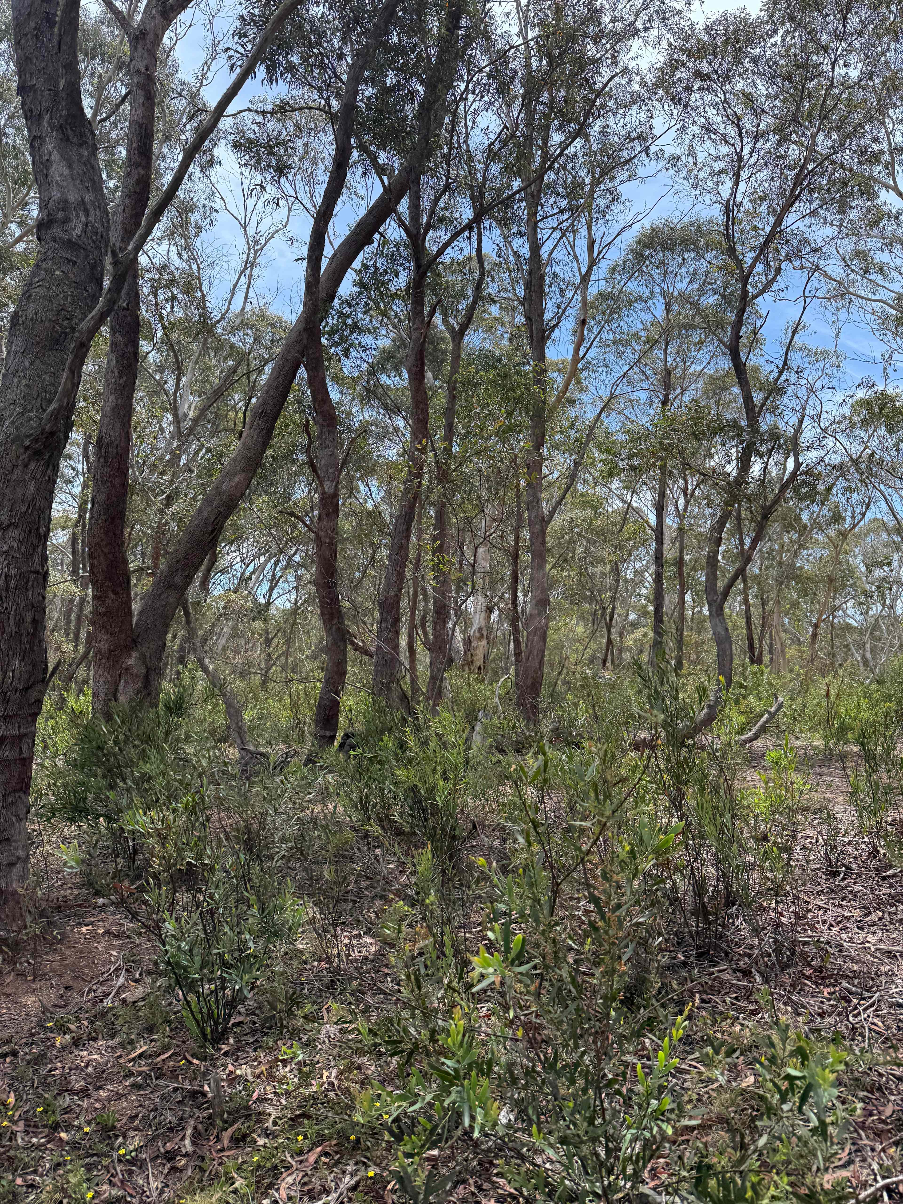 Scribbly Gum secluded bush camping