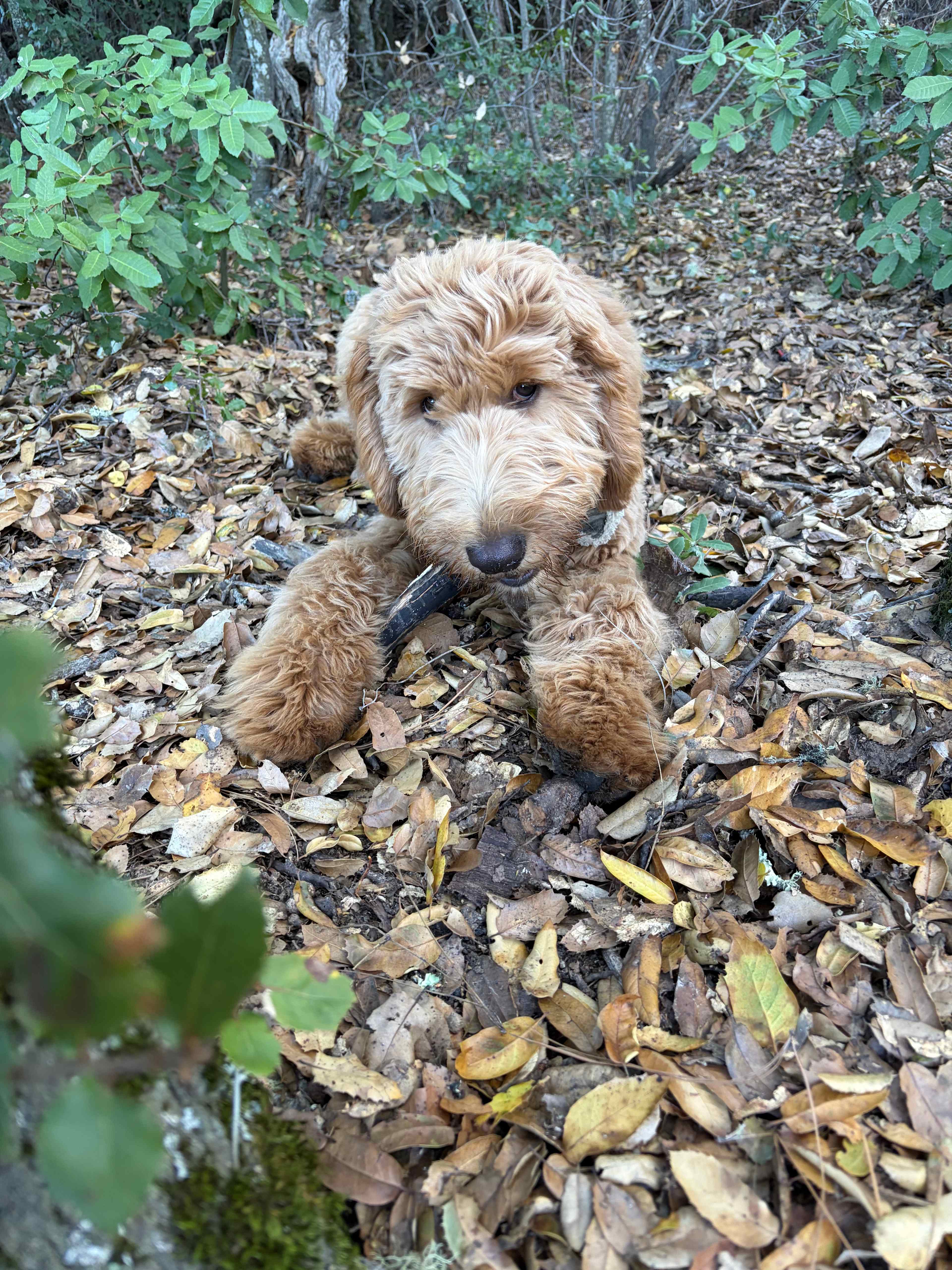 Our pup Bentley enjoying unlimited sticks 