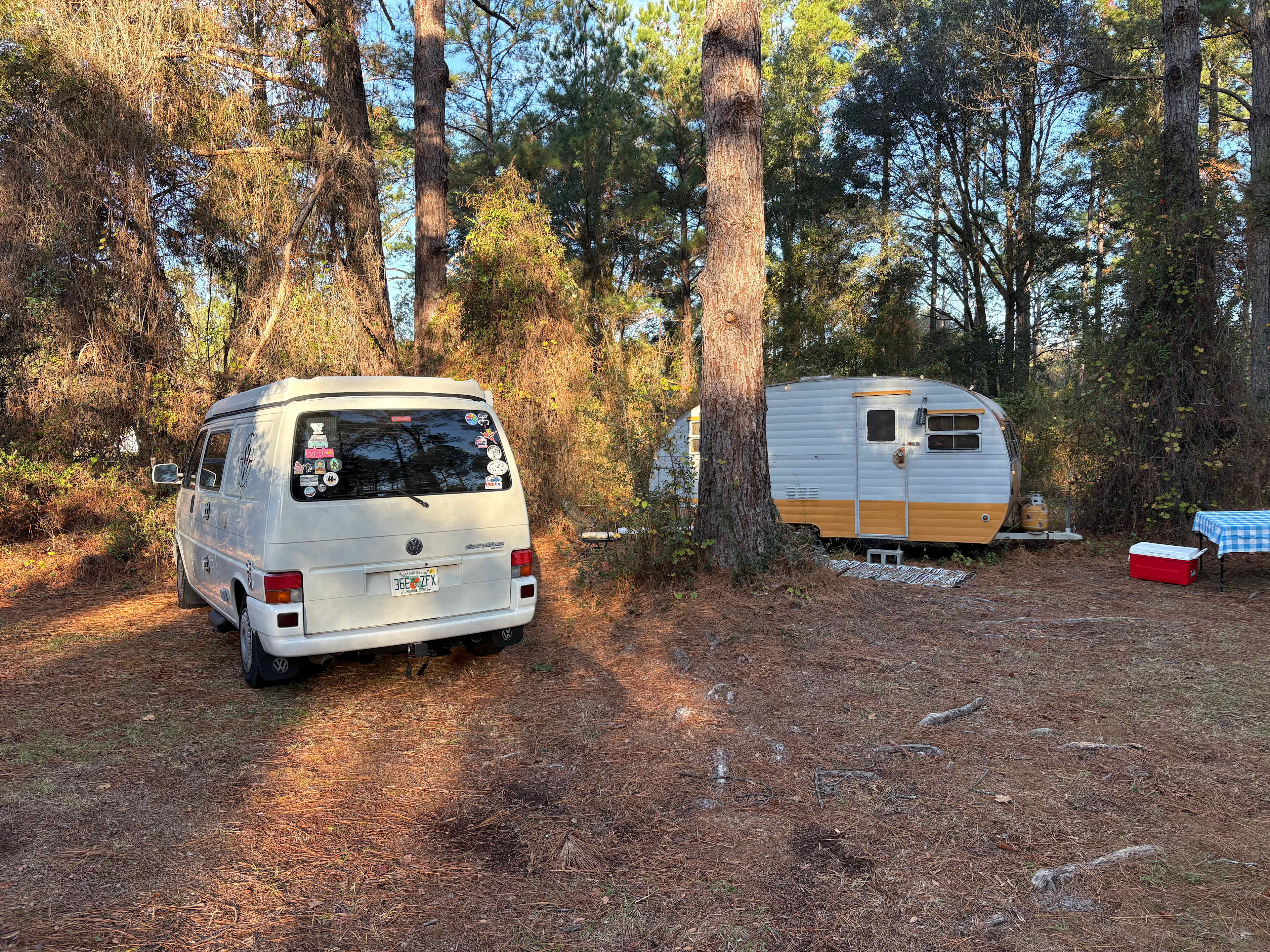 Serene Forested Blueberry Farm