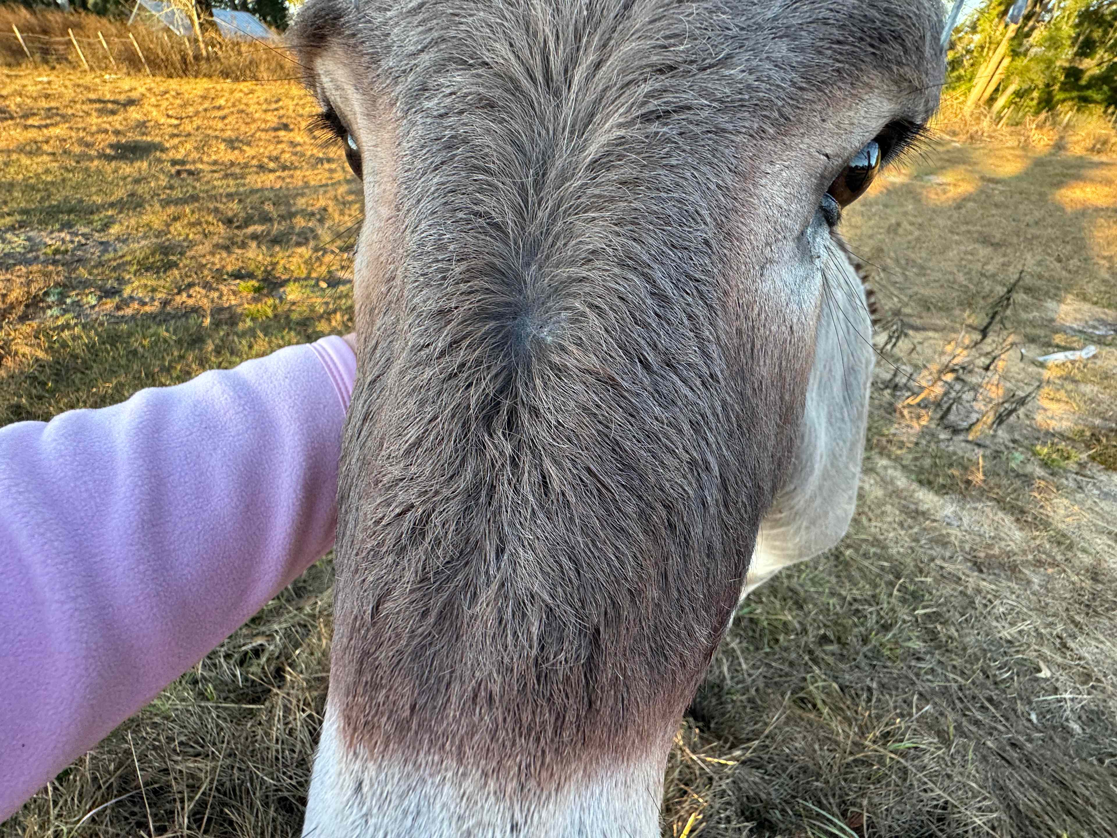 Pete, a Jerusalem Donkey