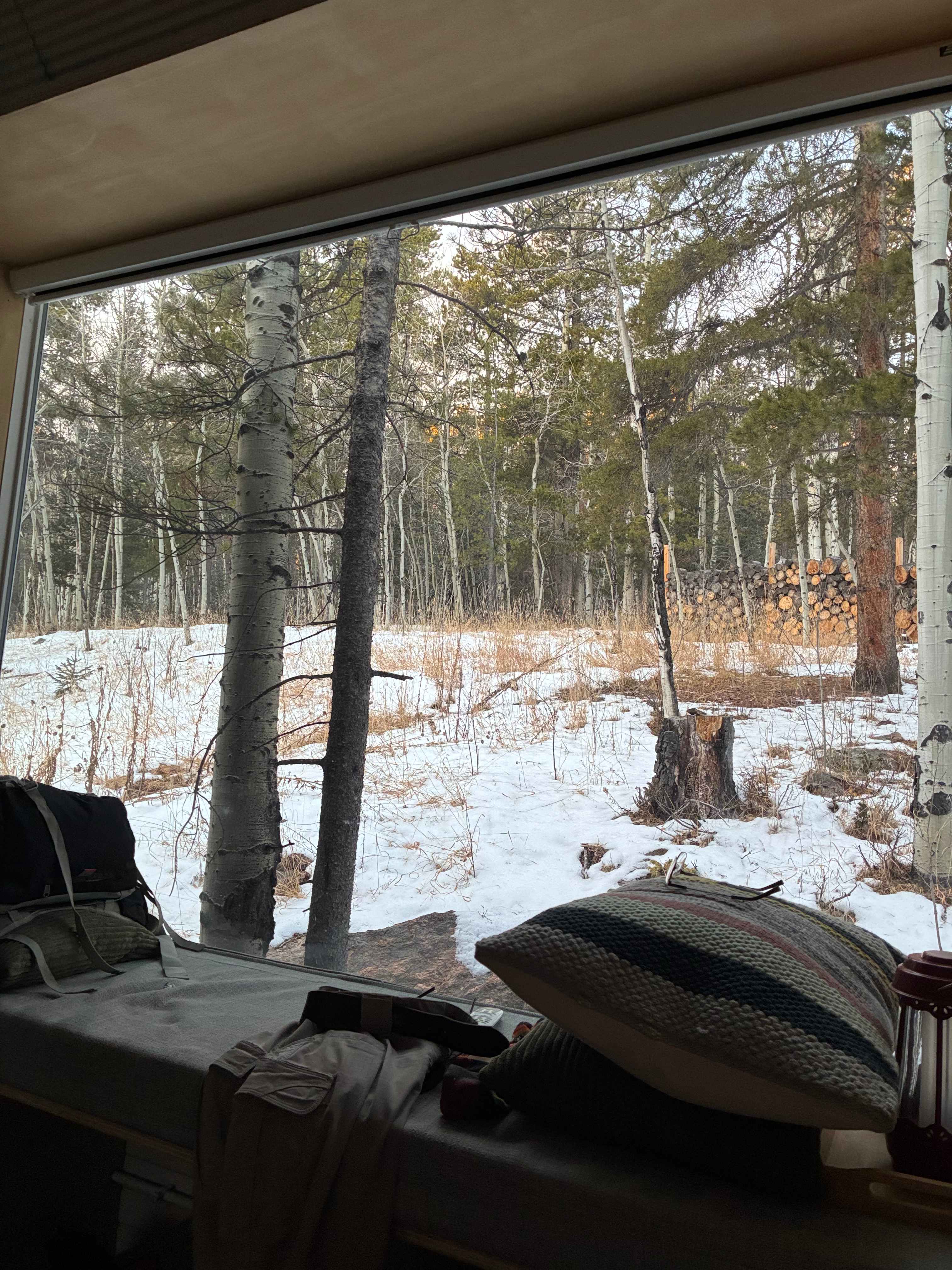 Aspen Forest in Evergreen Colorado