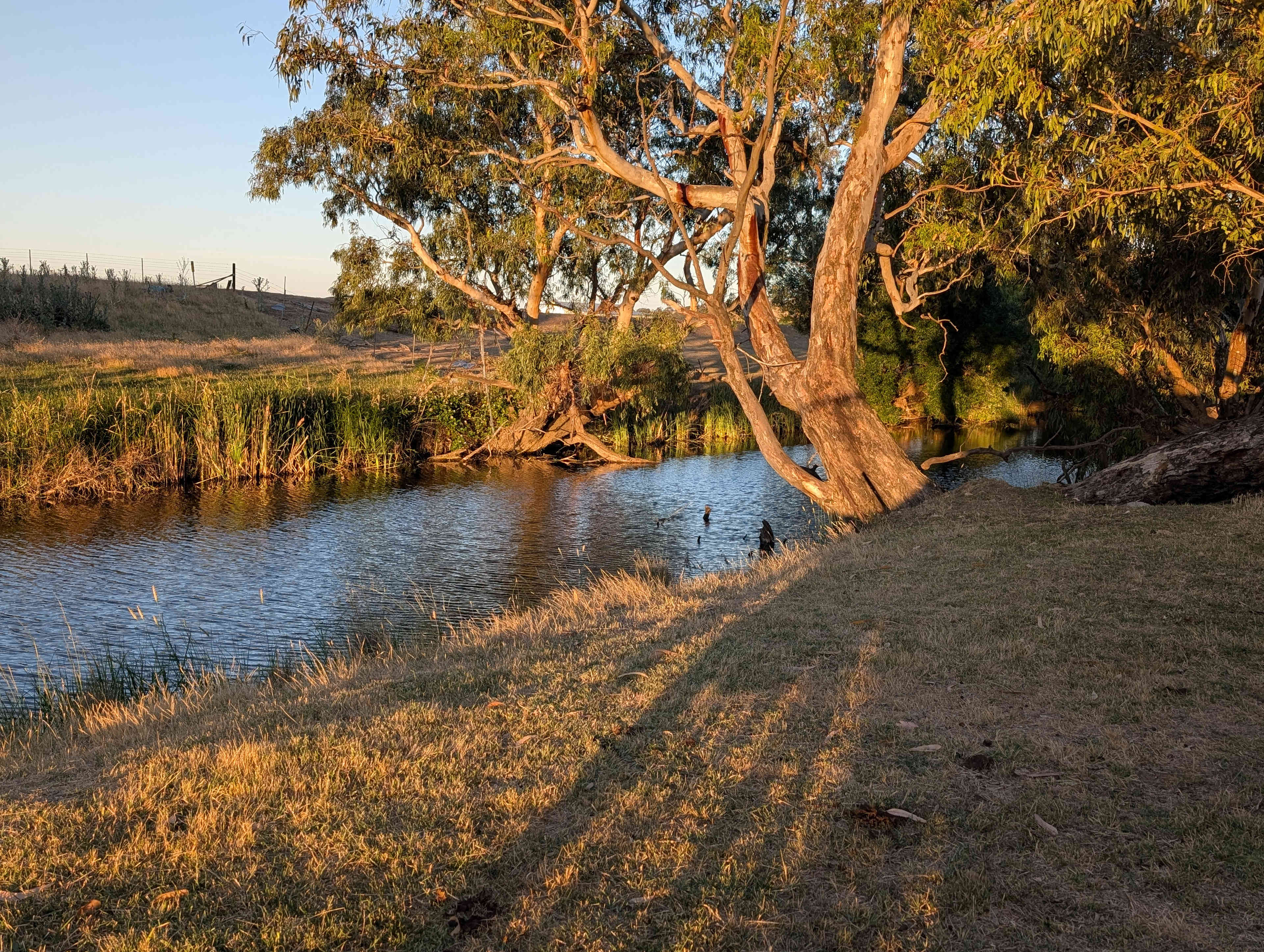 Boorowa Hipcamp - Wombles Common
