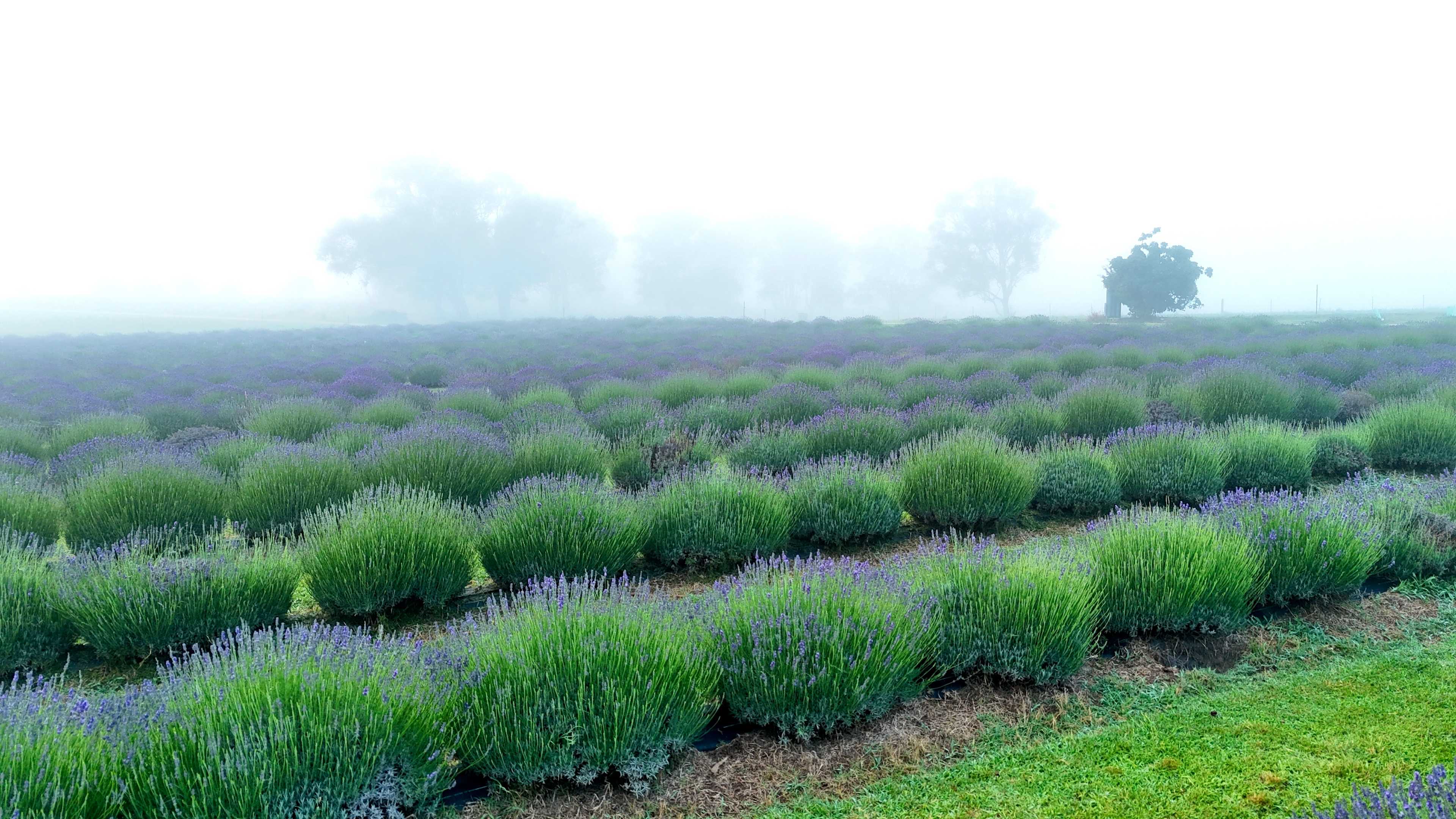 Misty Lavendar field