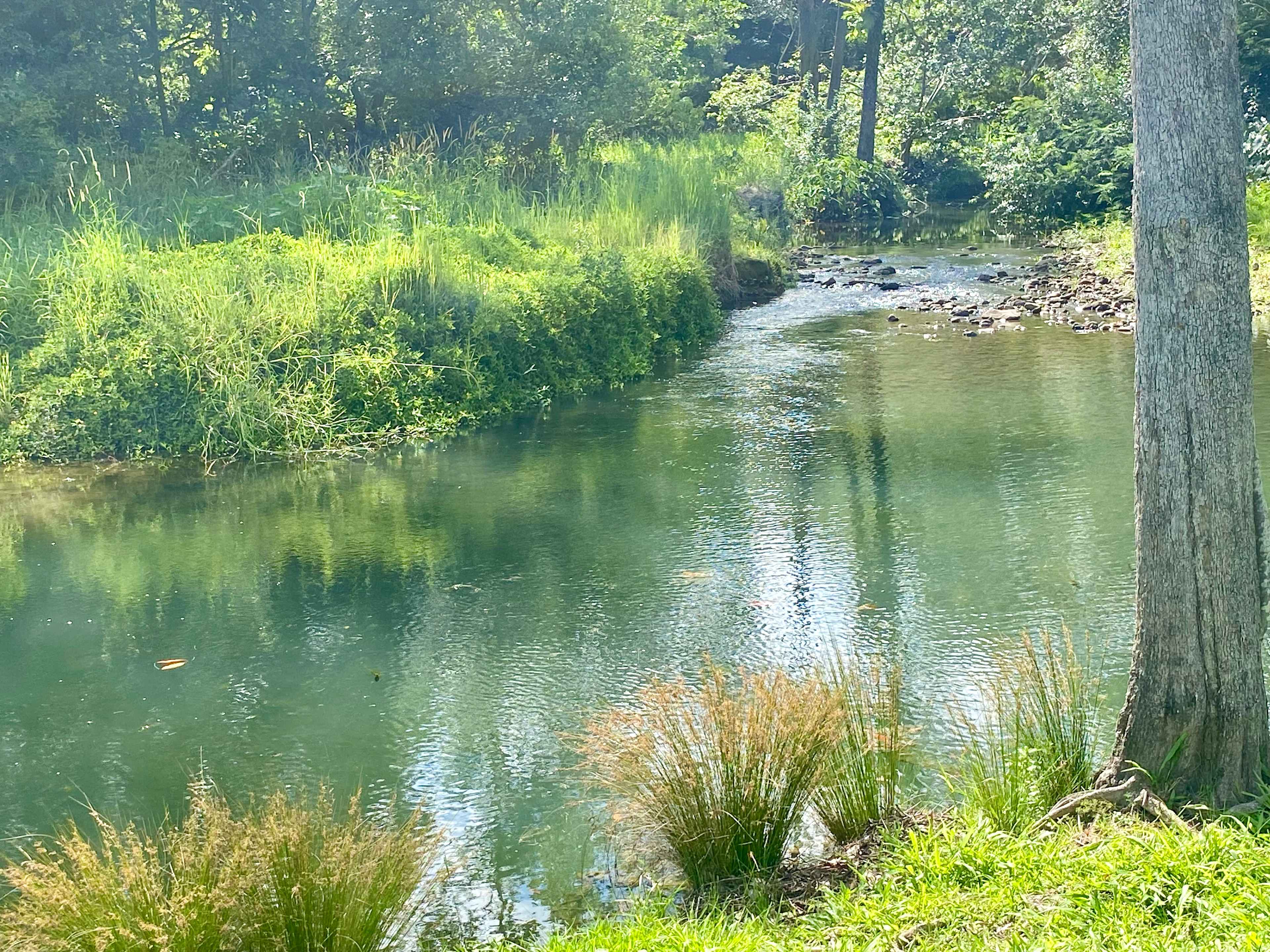 Crystal Creek Springs