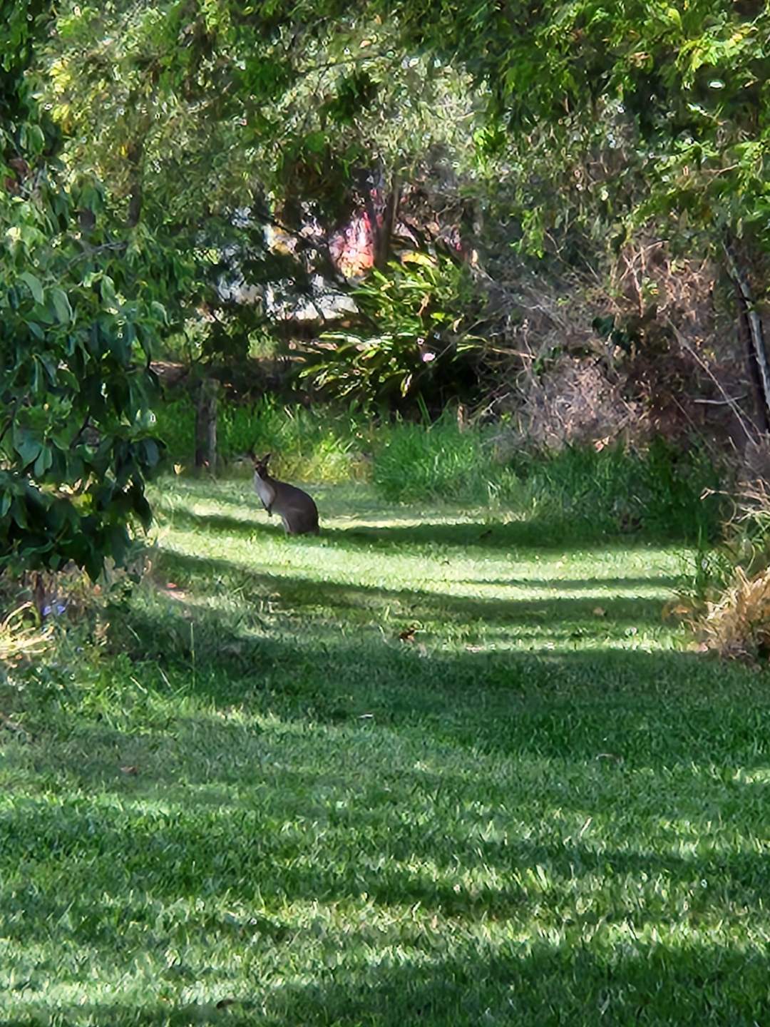 Wolvi Grove Avocado Farm Camping