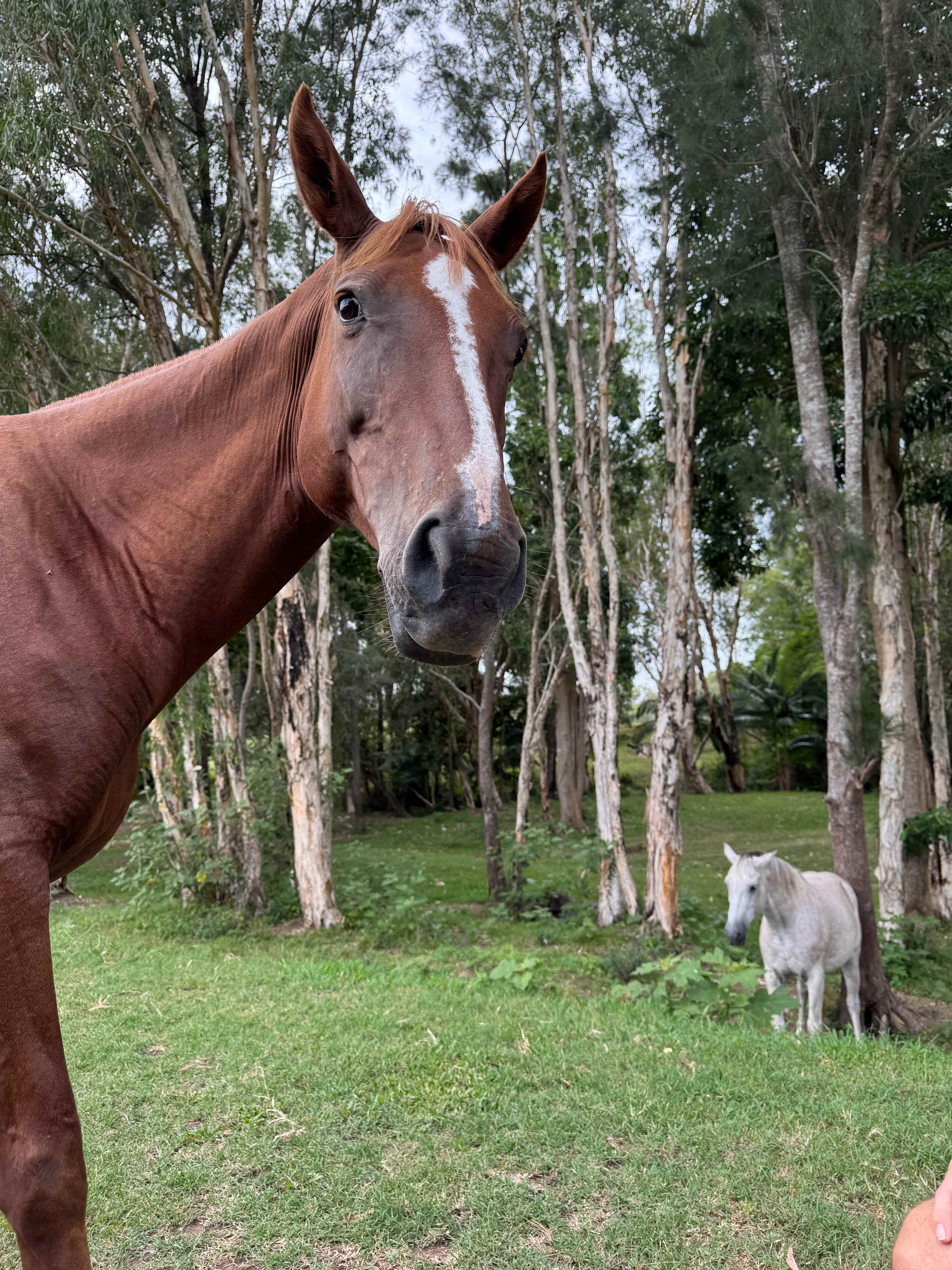 Ilbilbie Station Farm Stay