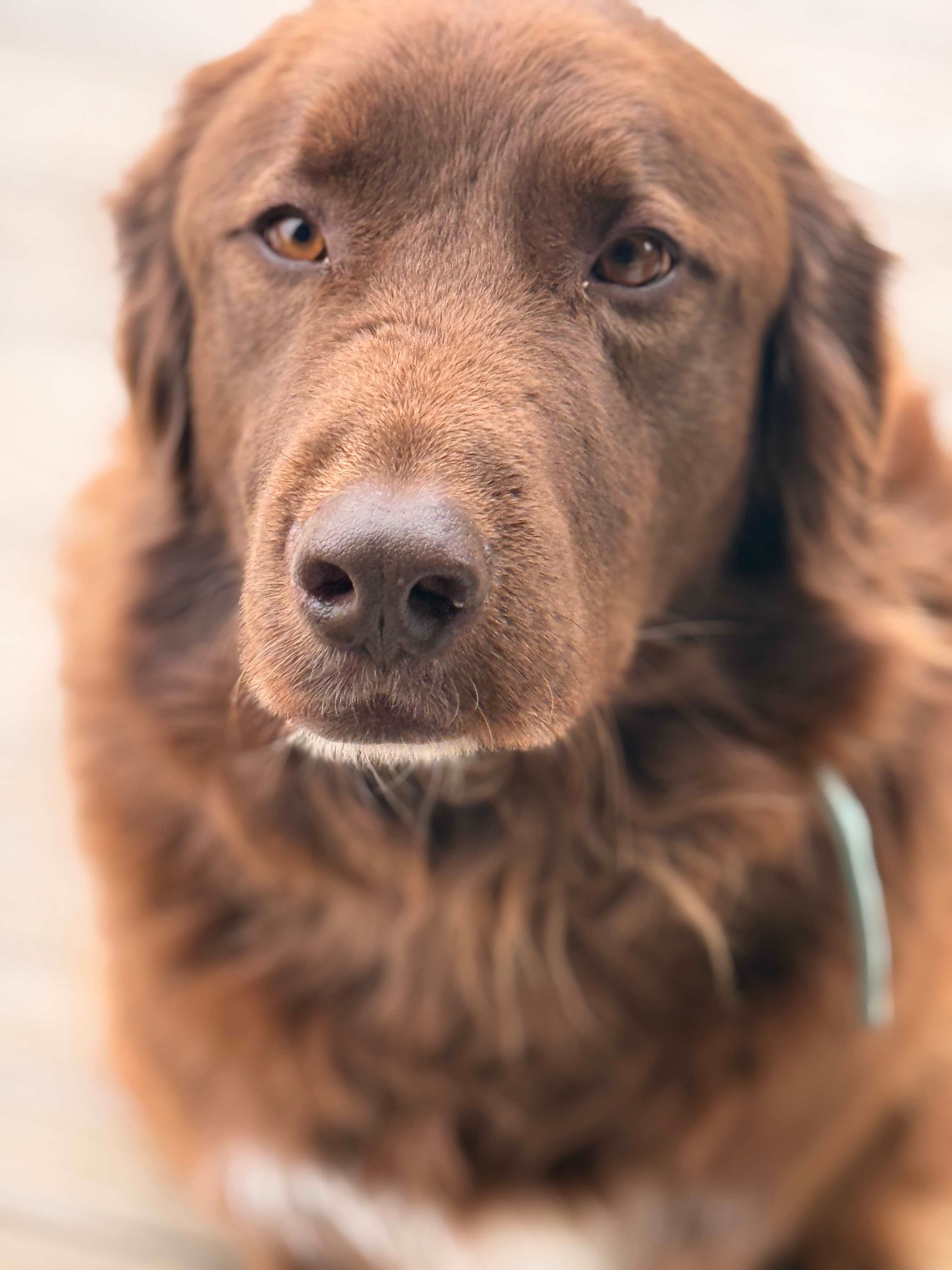Super cool farm dog that came (lead) the hike!