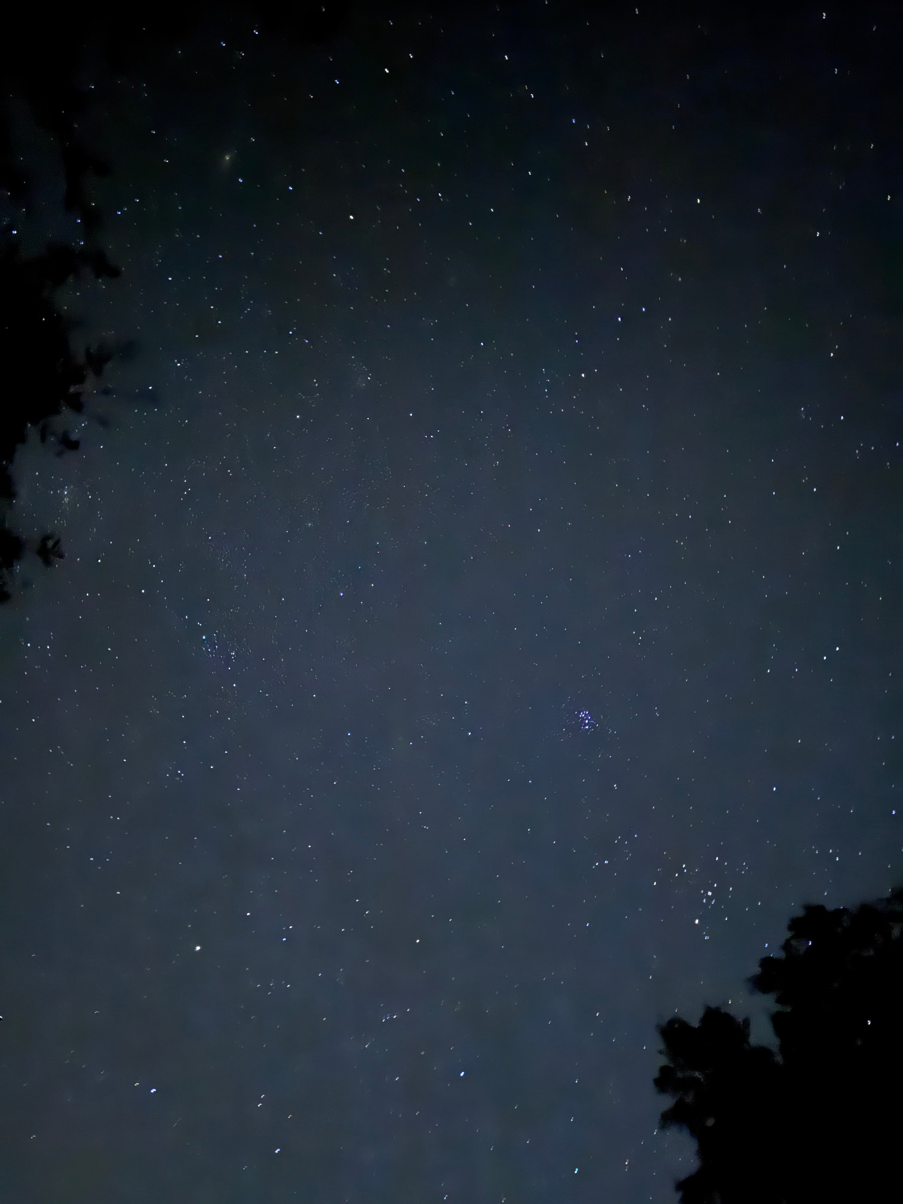 Big Oak Farm Dog And Horse Camping