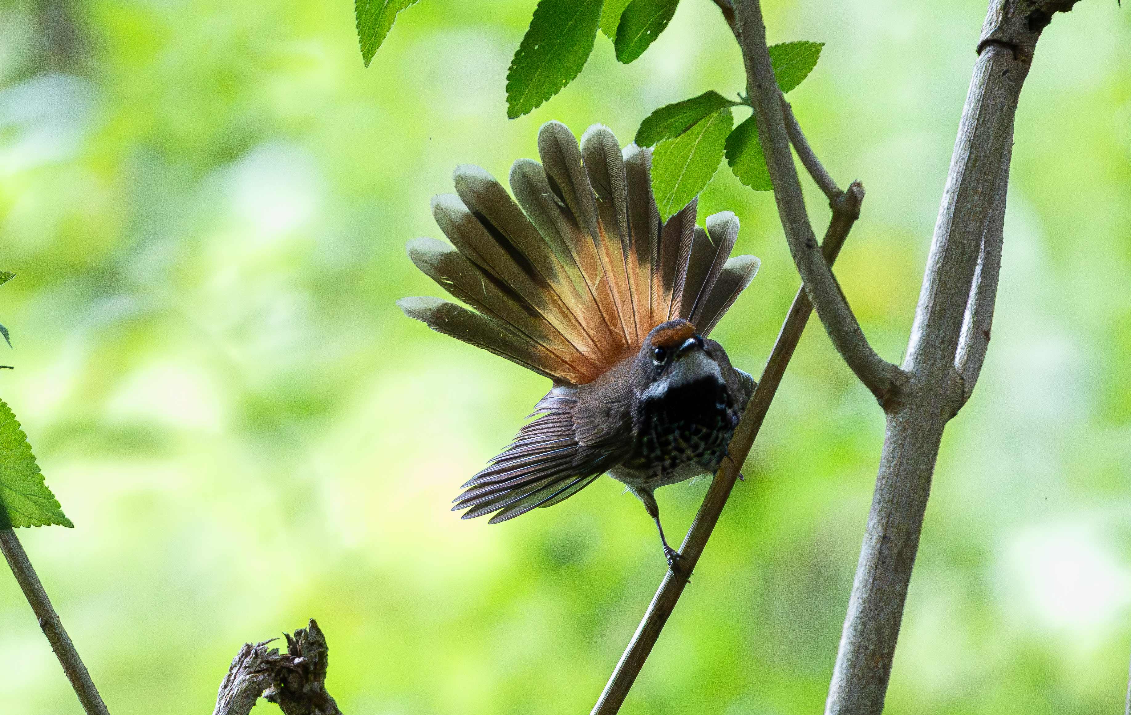 Late Afternoon Chorus