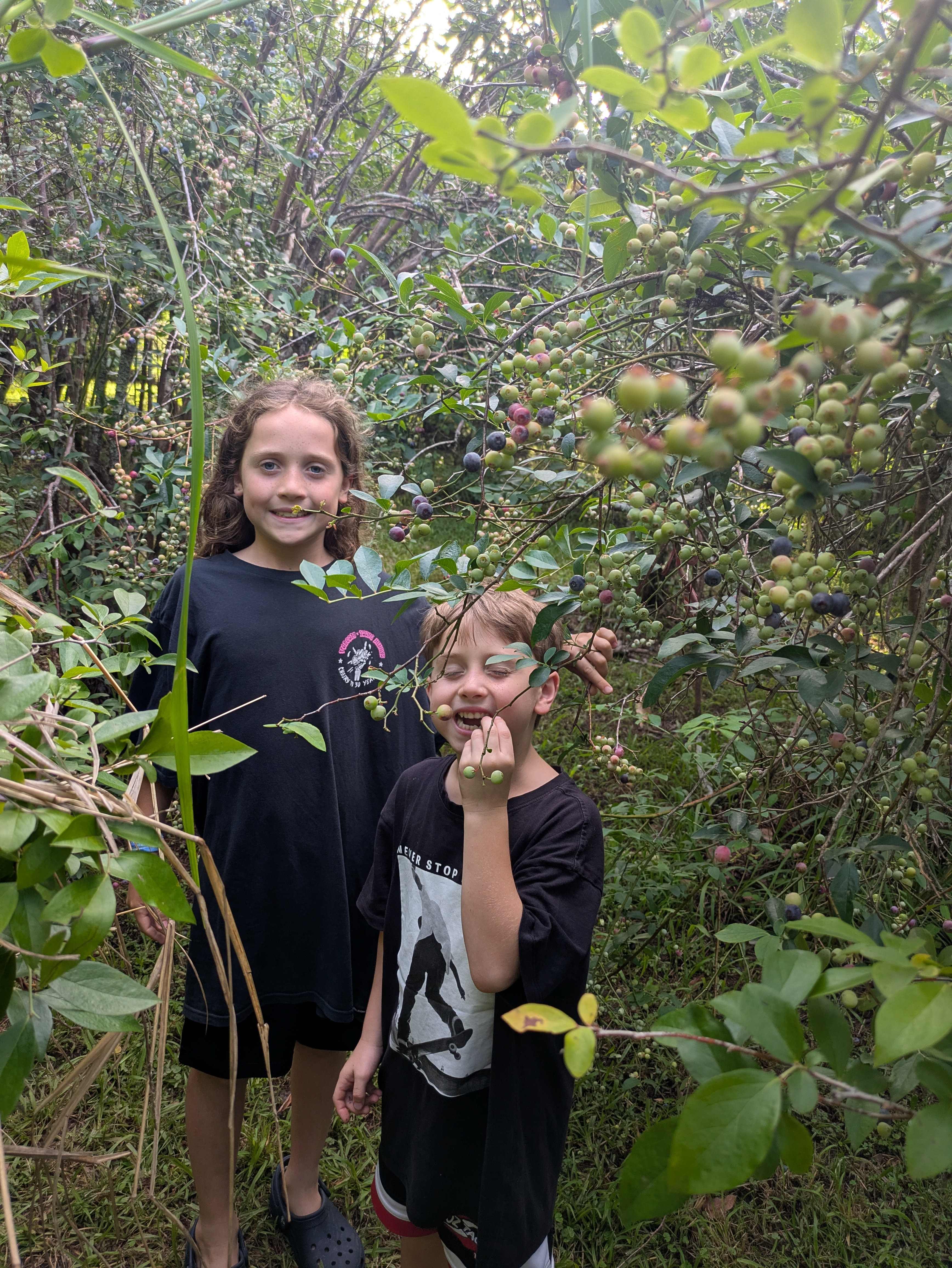 Bucca Valley Blueberries Farmstay