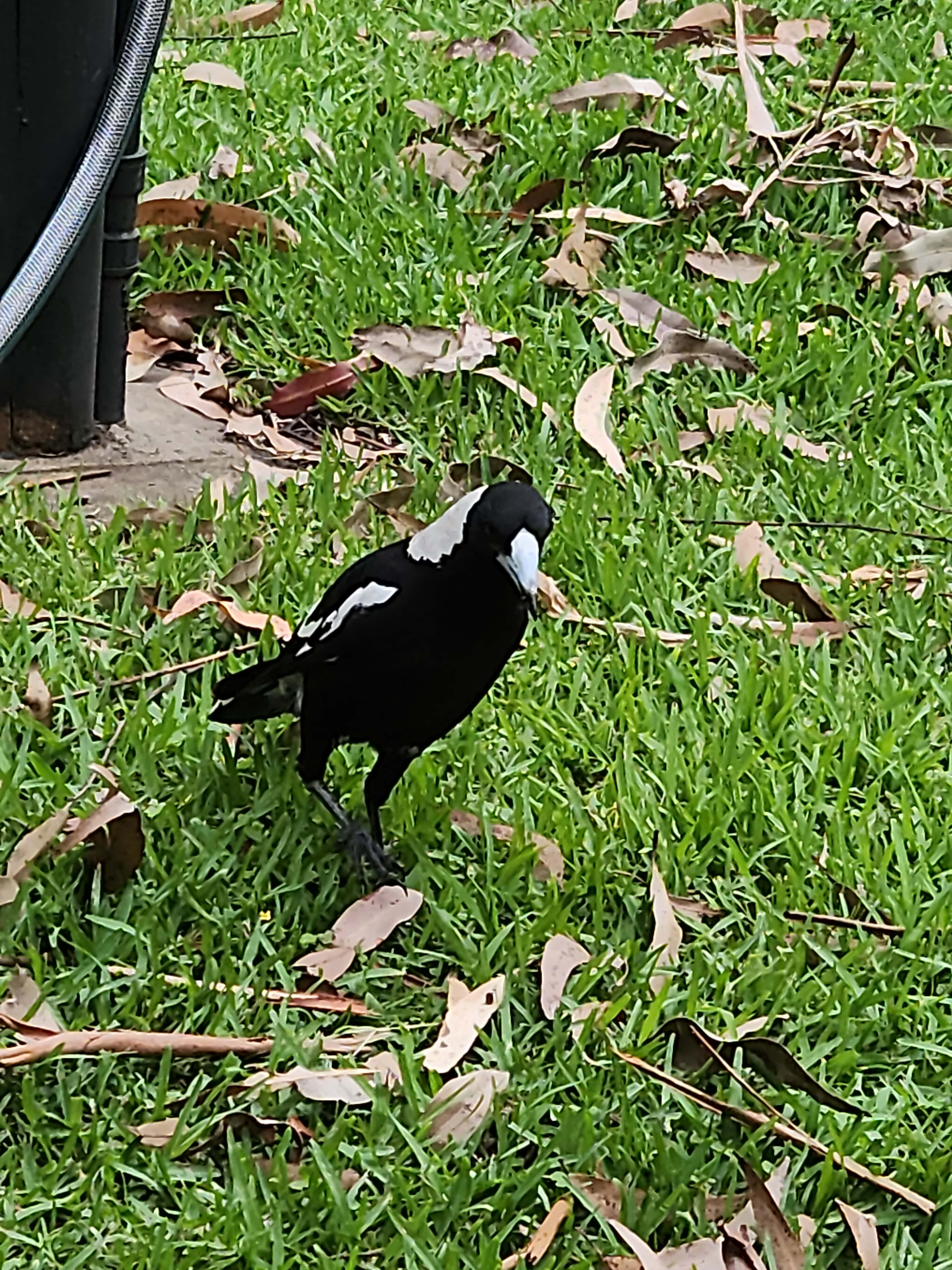 Mistinthegumtrees BUDGET 2 GLAMPING