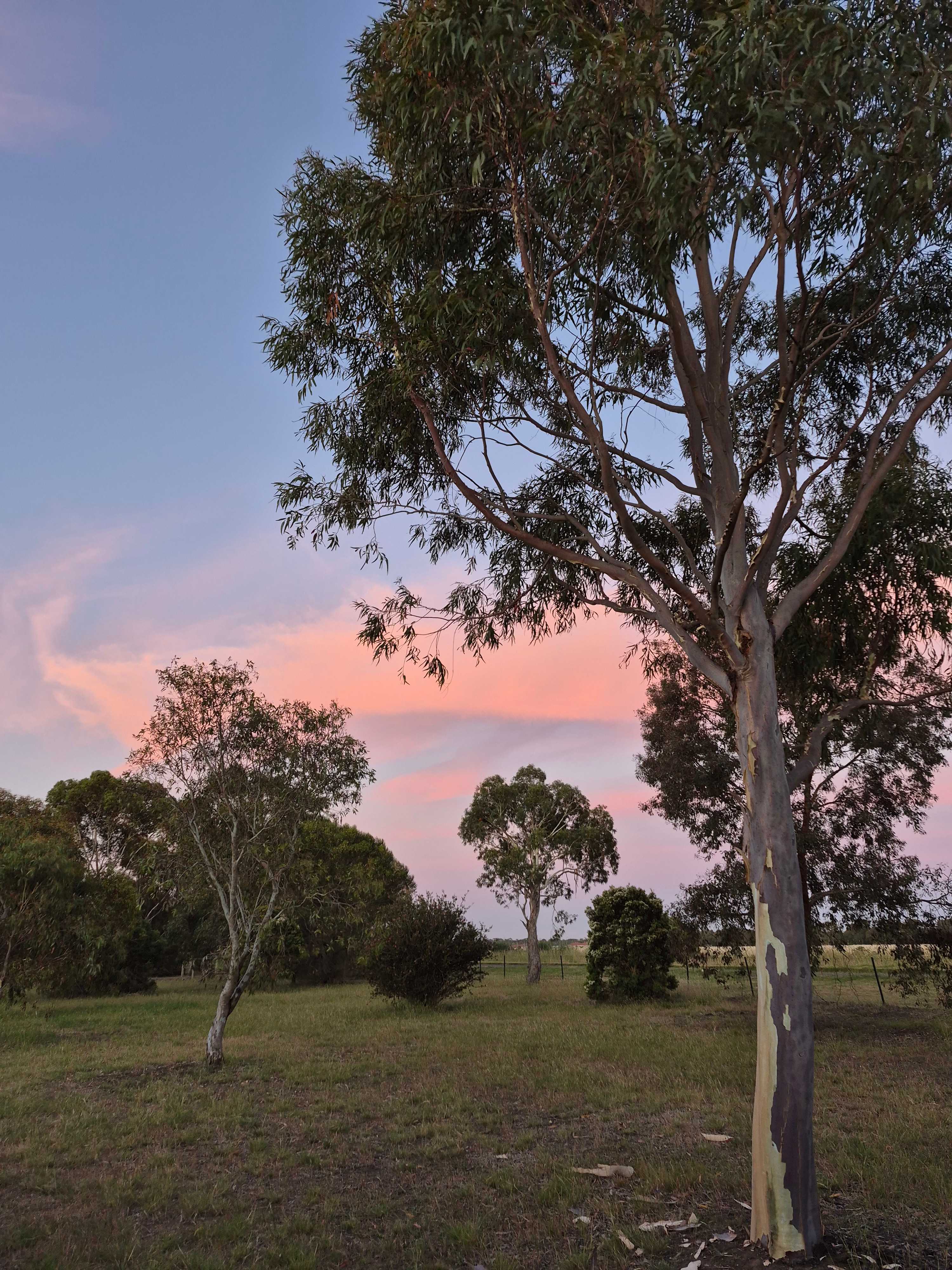 Reedy lakes farm stay