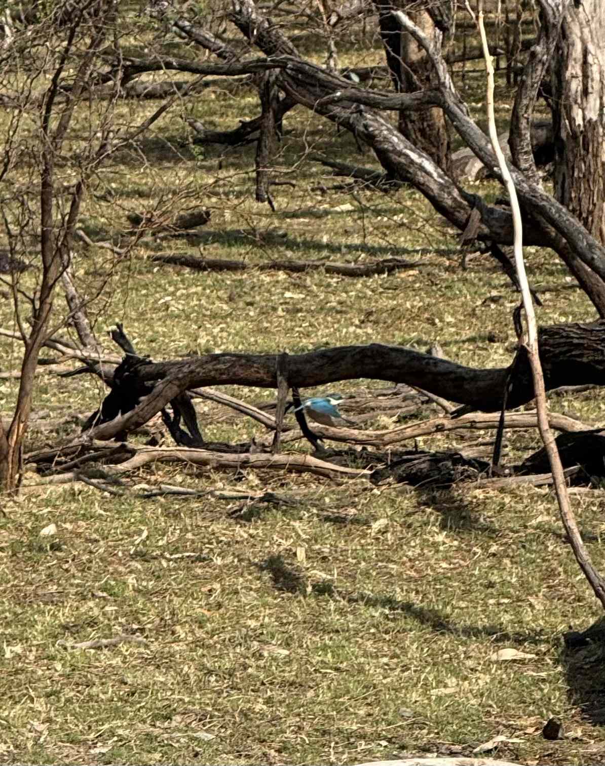 Kingfisher in flight 
