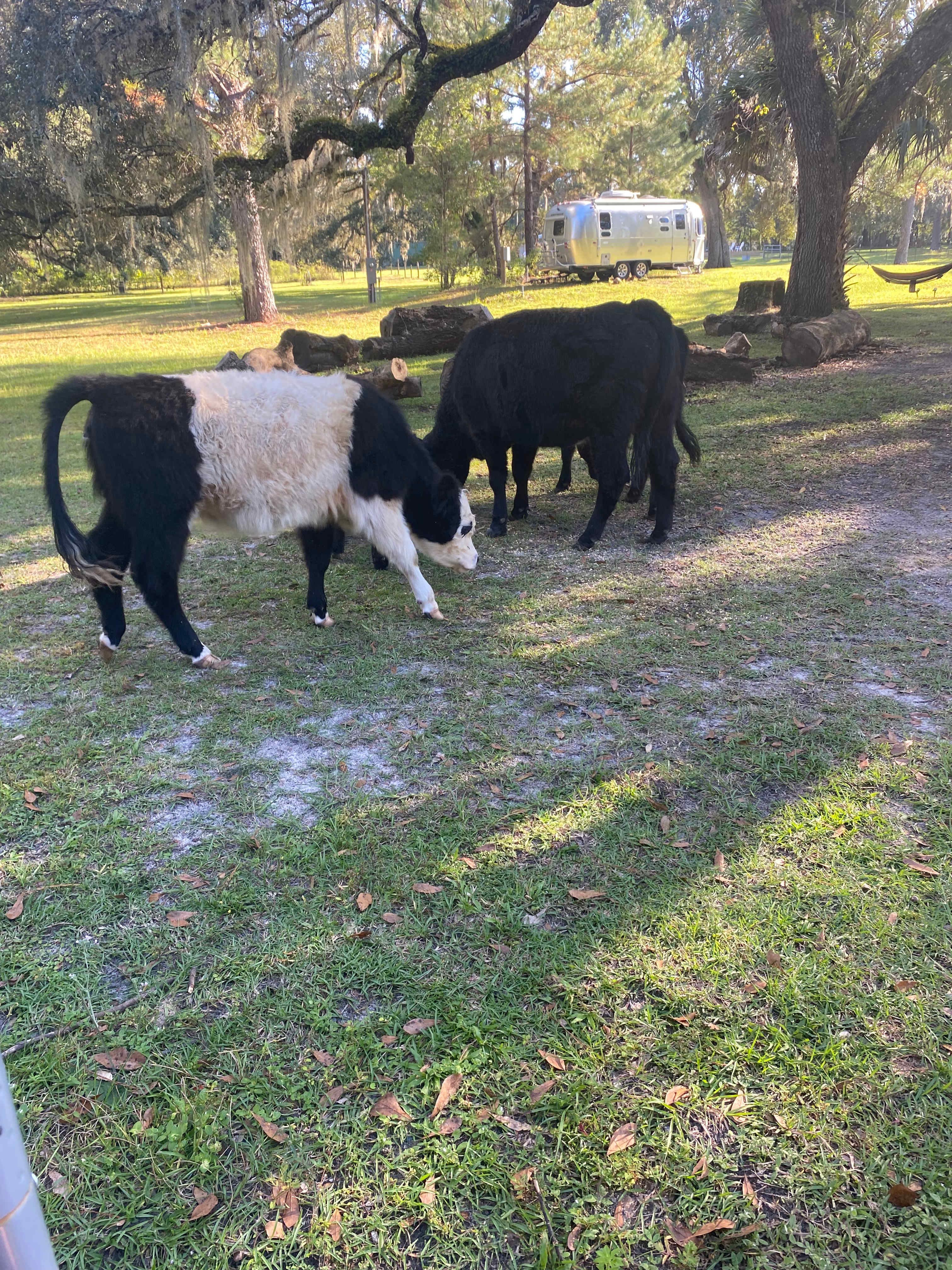 Cows are so friendly!