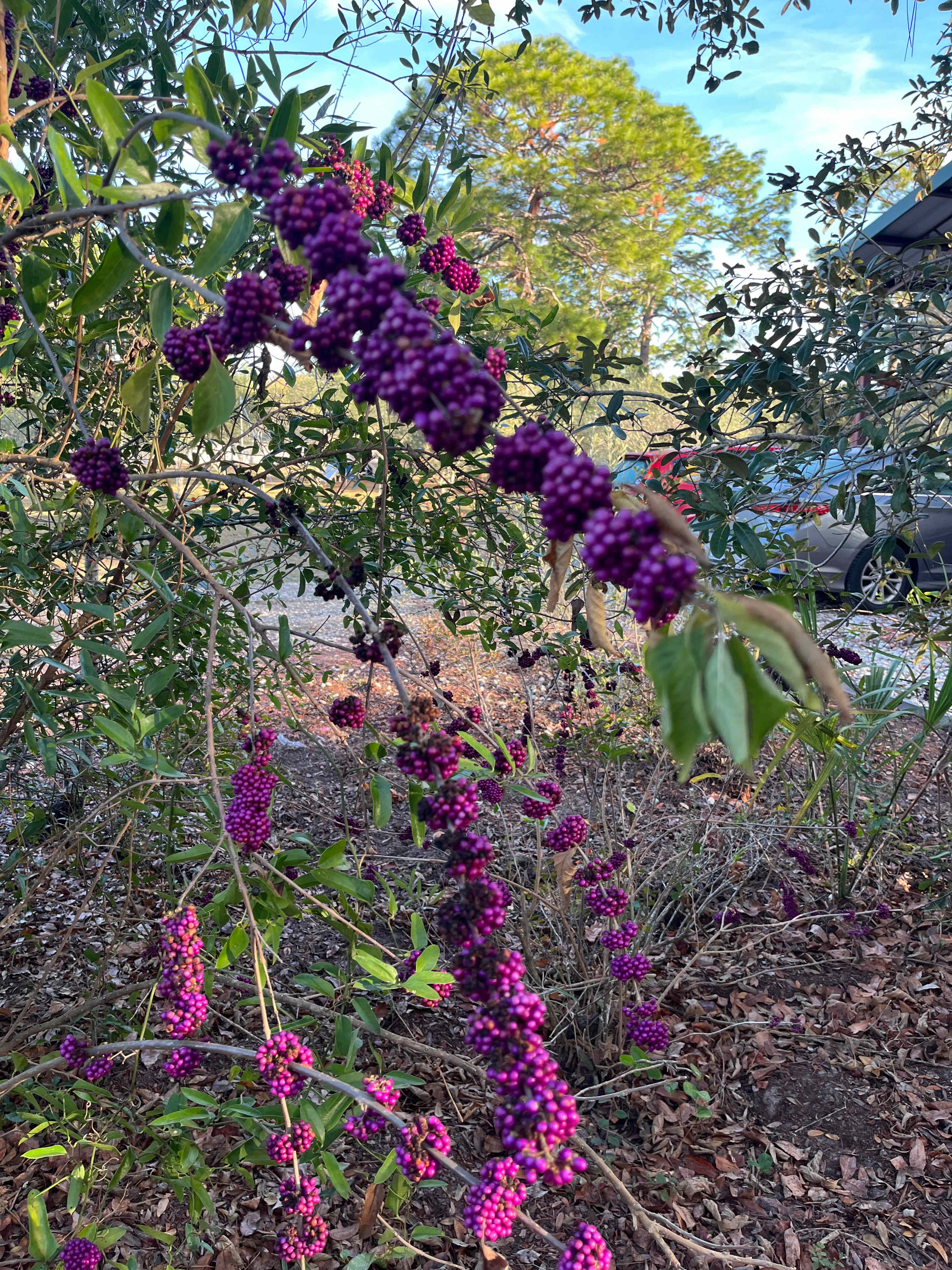 The Olive Grove Cabin Tent