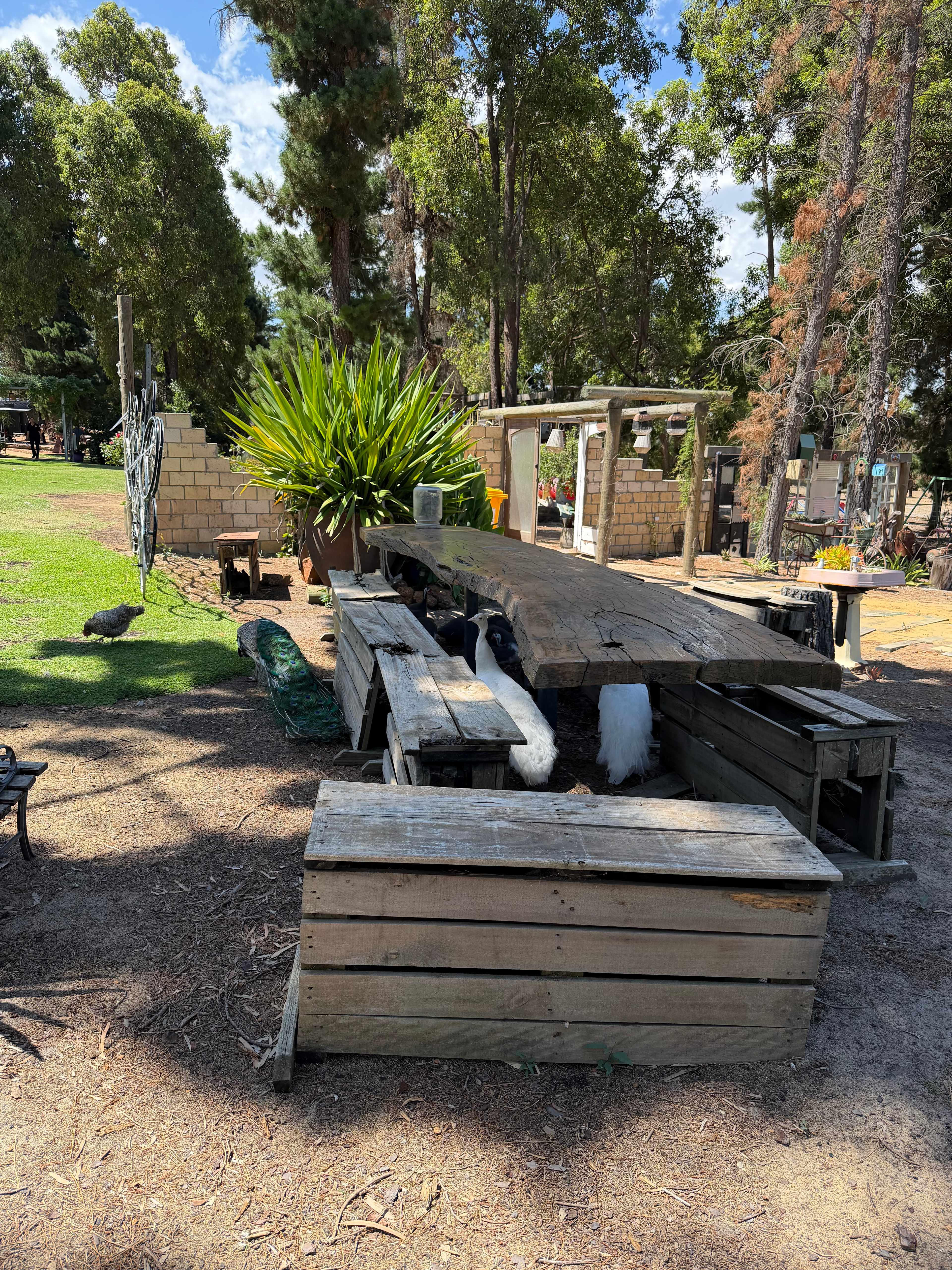 Little Eeden Farm Pine Camp