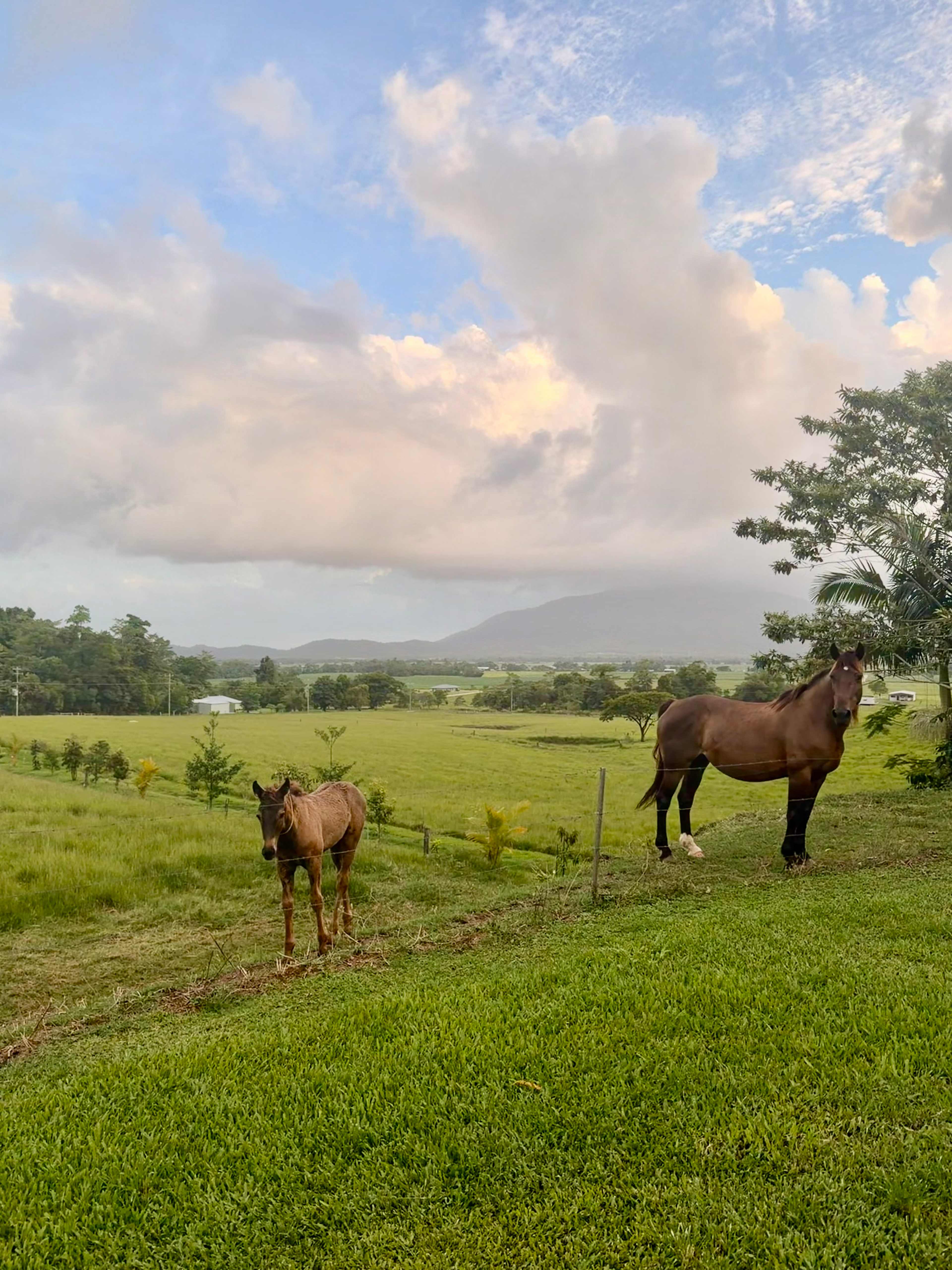 Tully Mountain ⛰️ Views