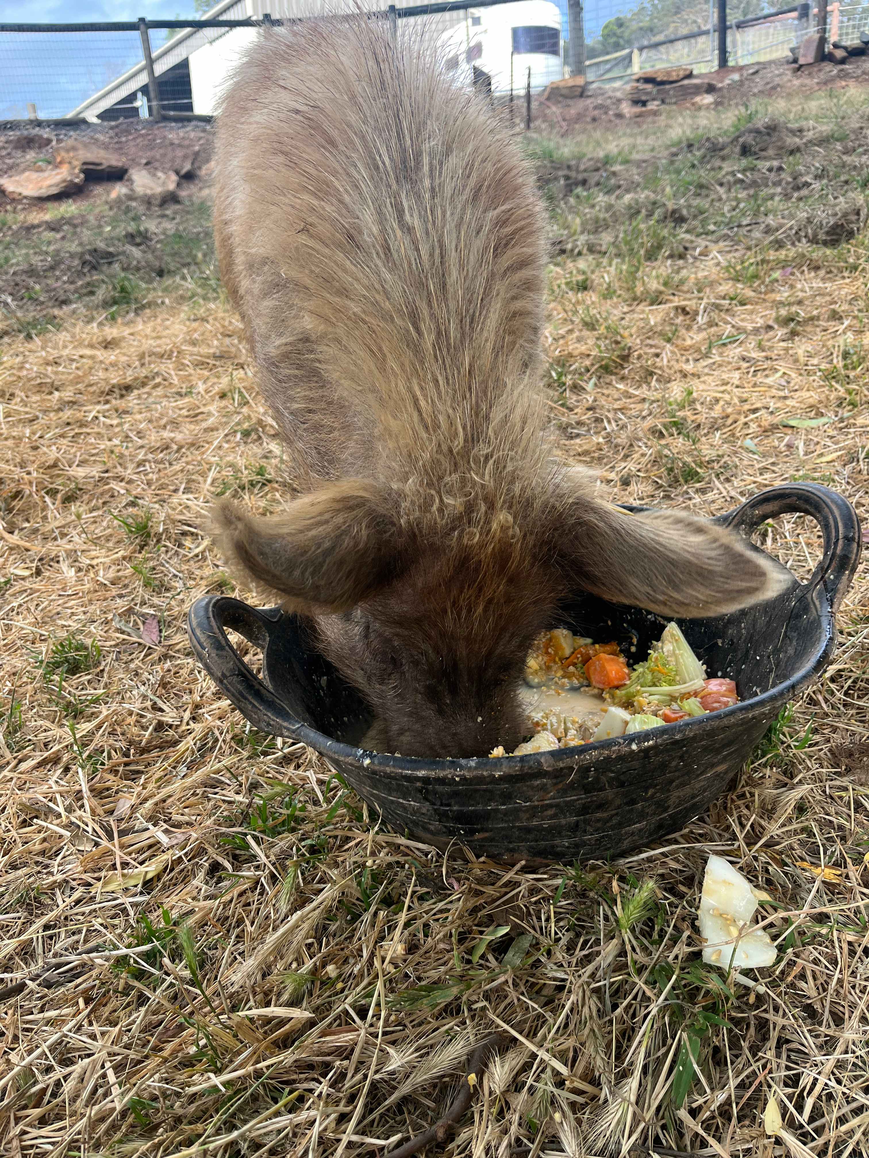 Noorla Farm (Happy Camping Ground)