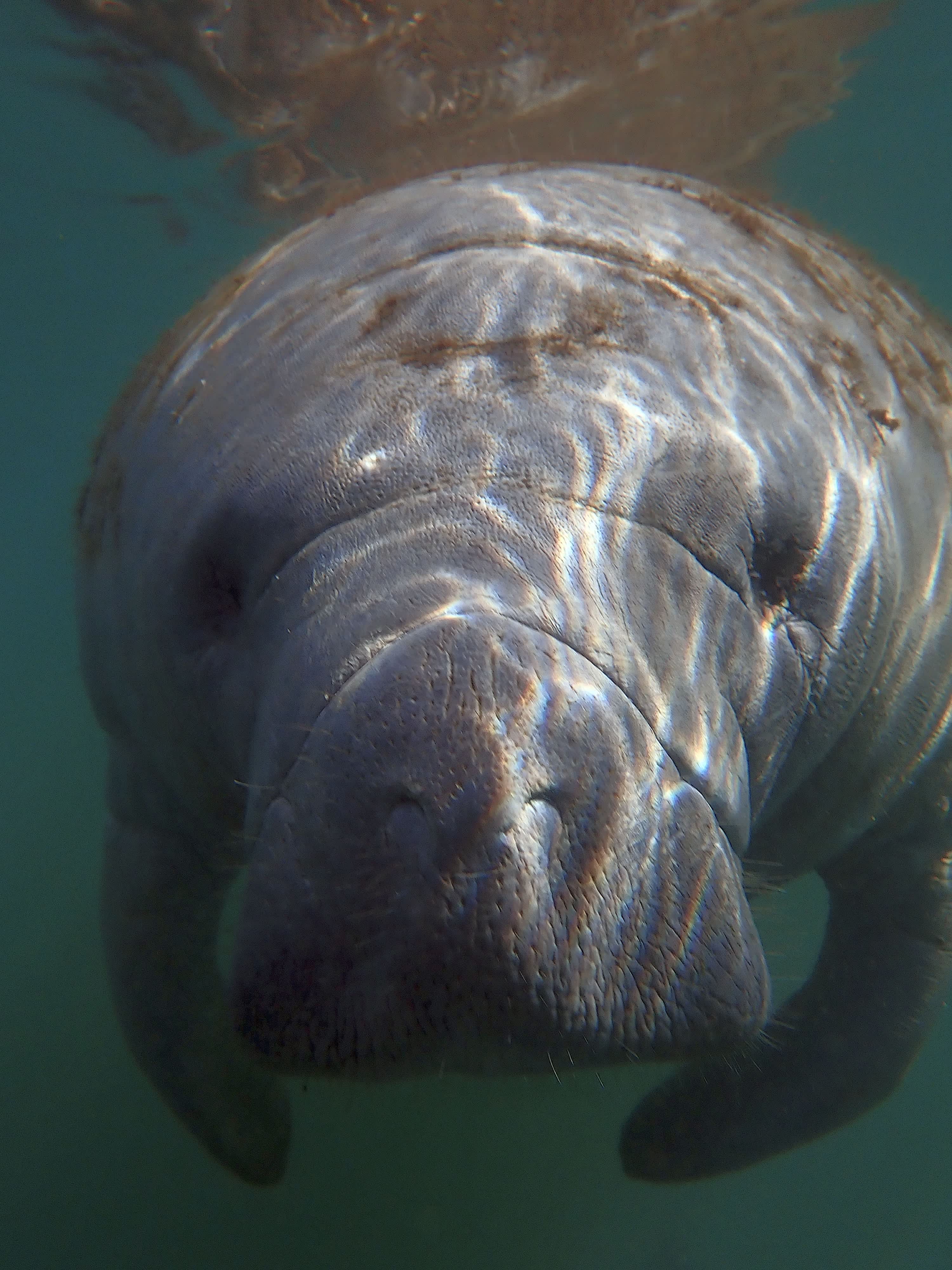 Manatee Delight RV Camp Site