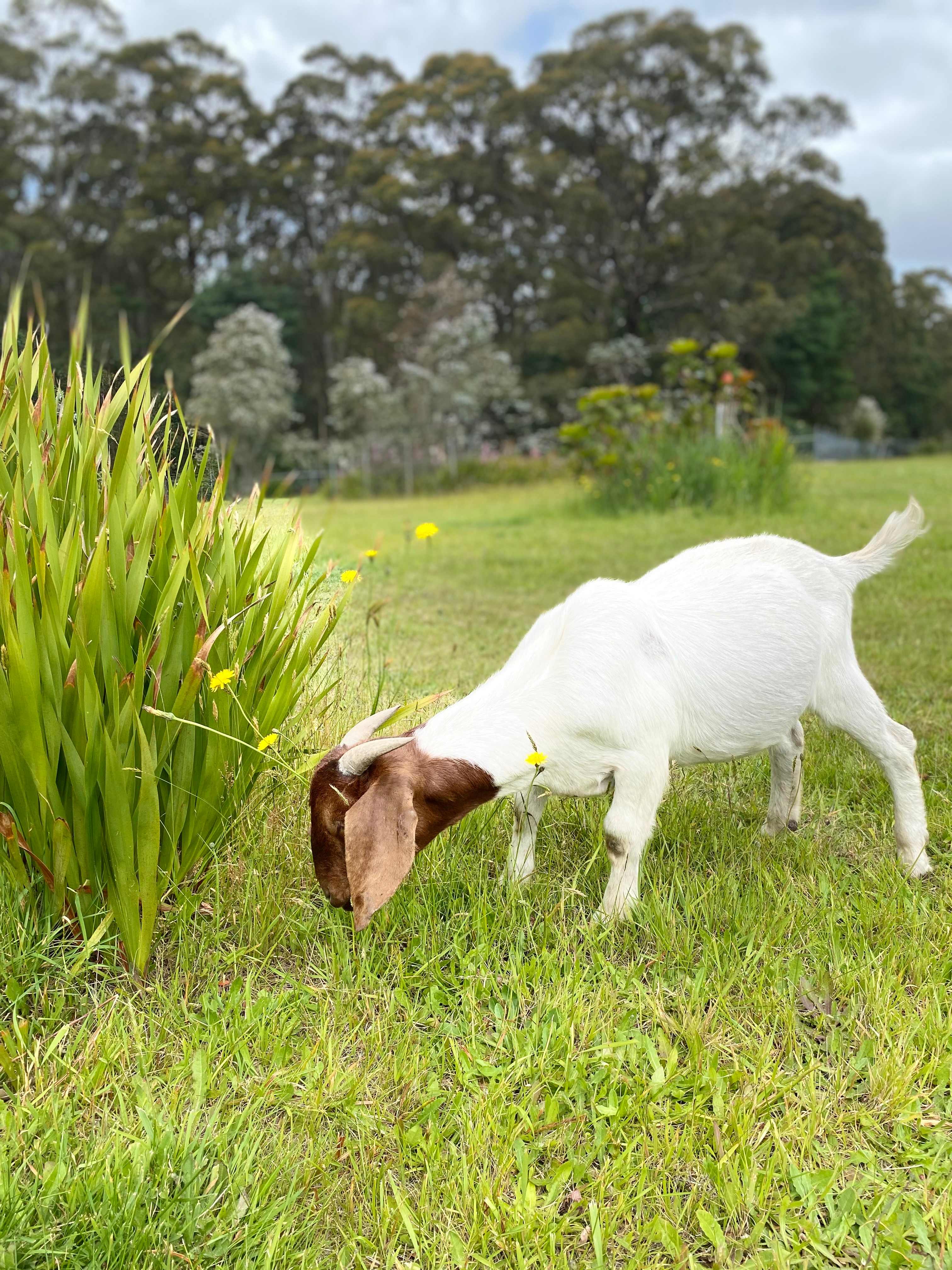 Mountain Flower Farm