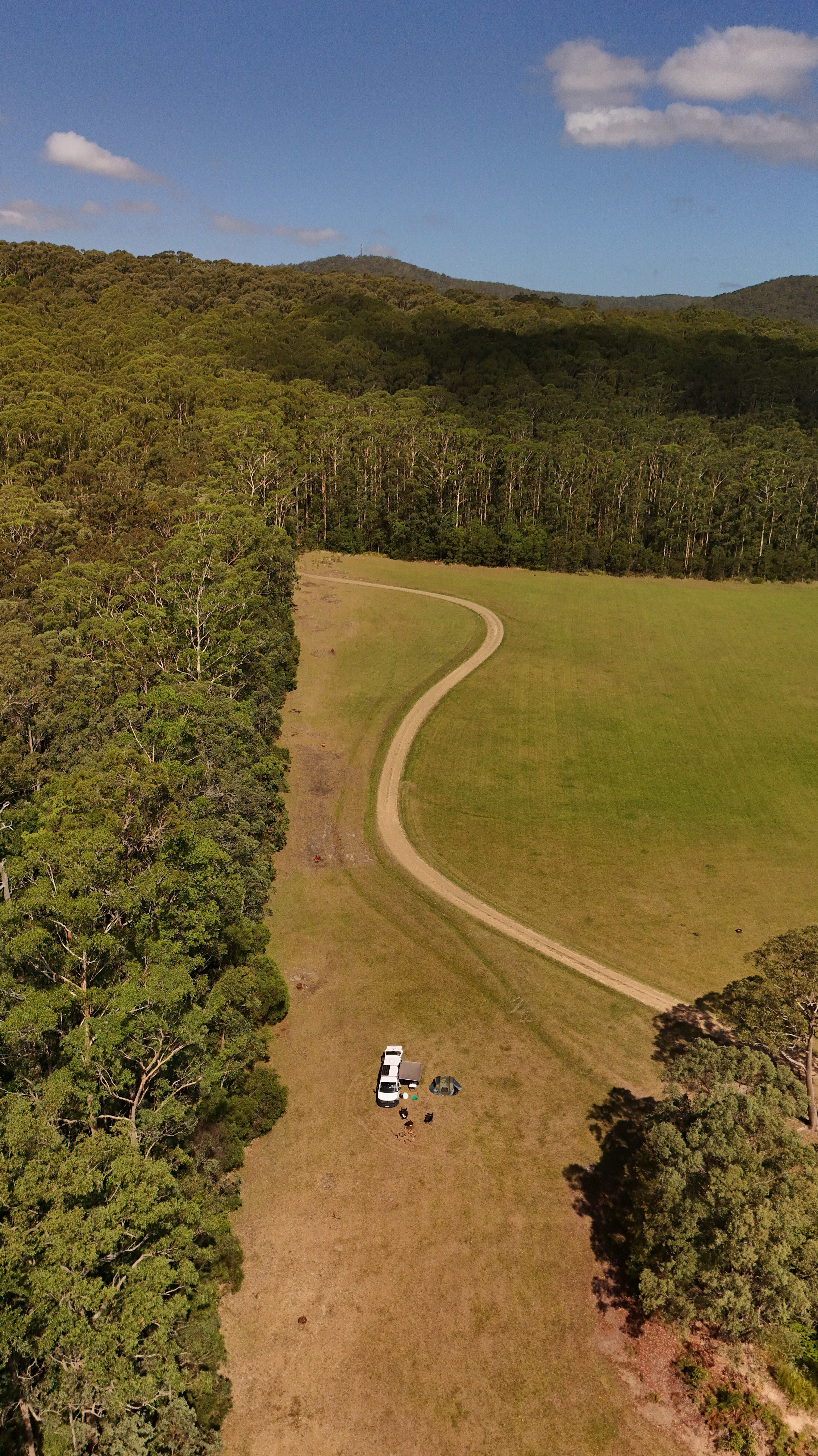 Spirit of the Forest