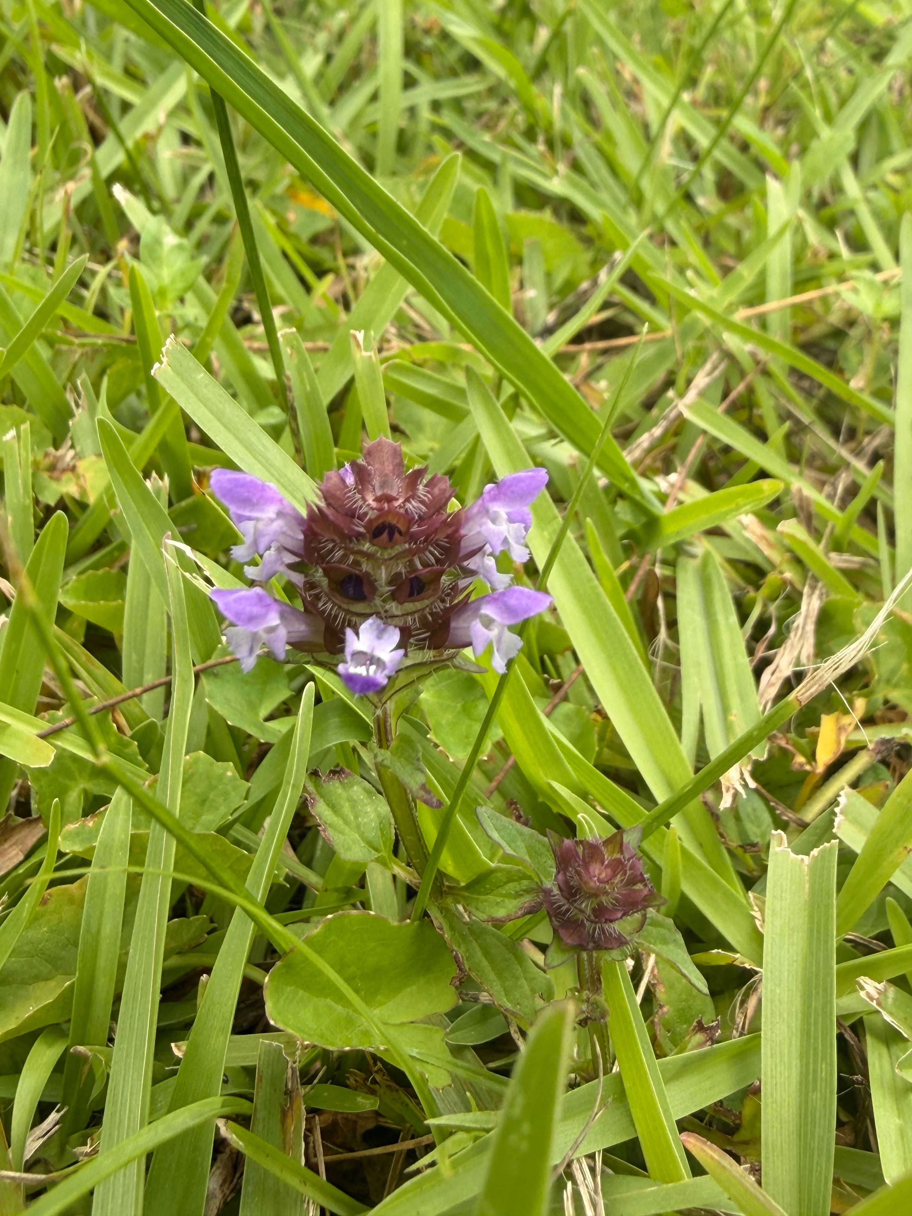 Warrazambil Creek Camp