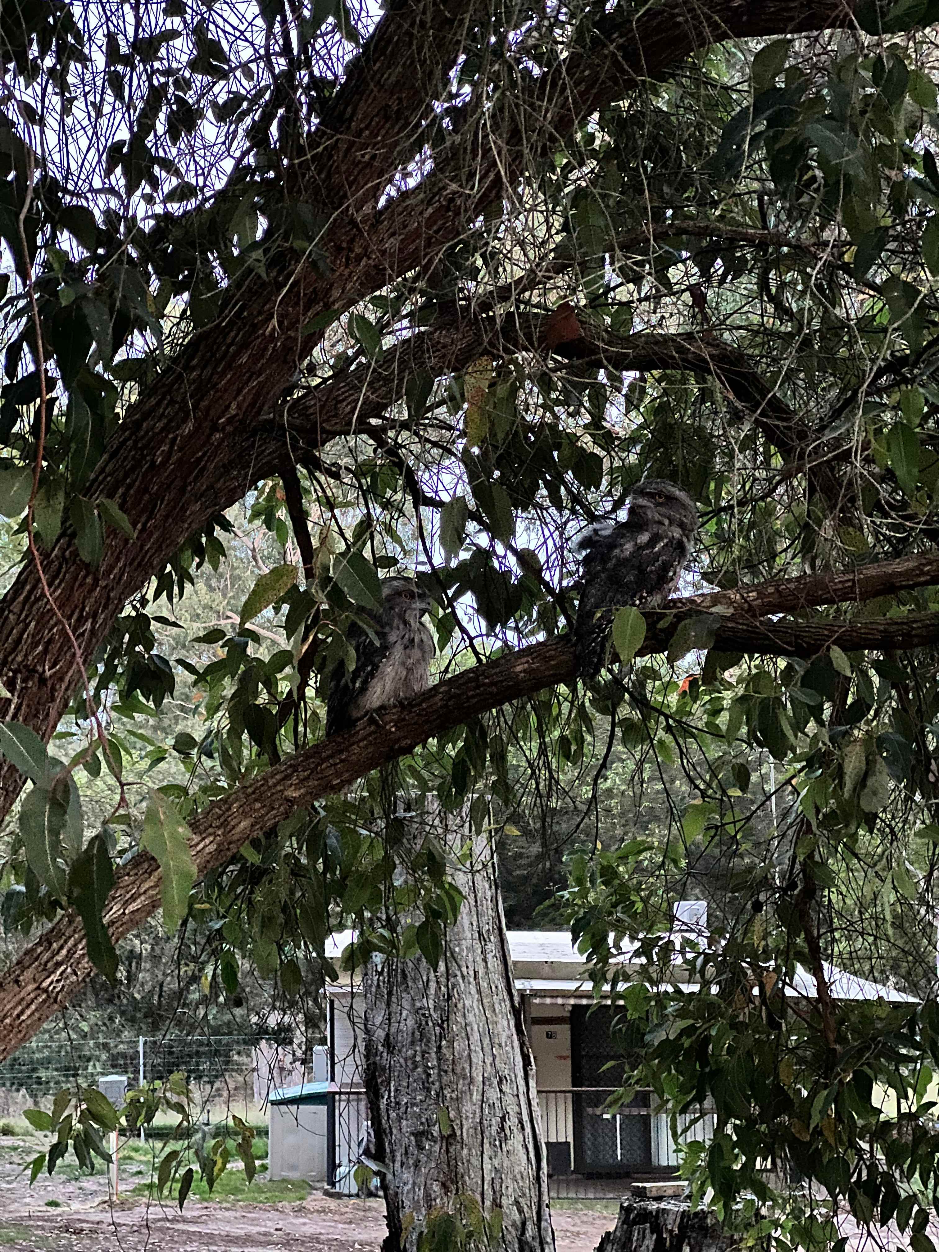 Lakes Bushland Caravan Park