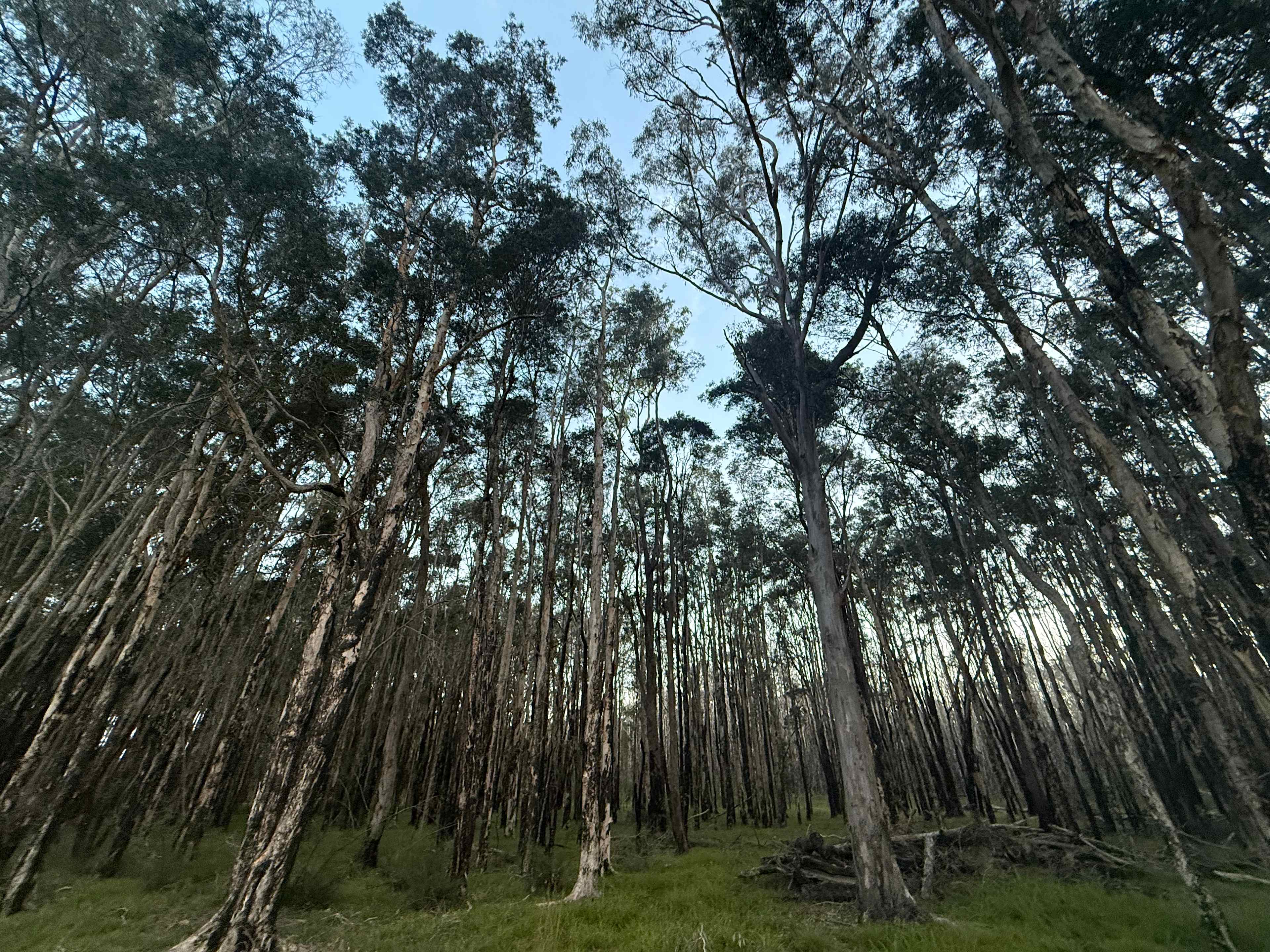Pipe Dream Bush Camp - Dog Friendly