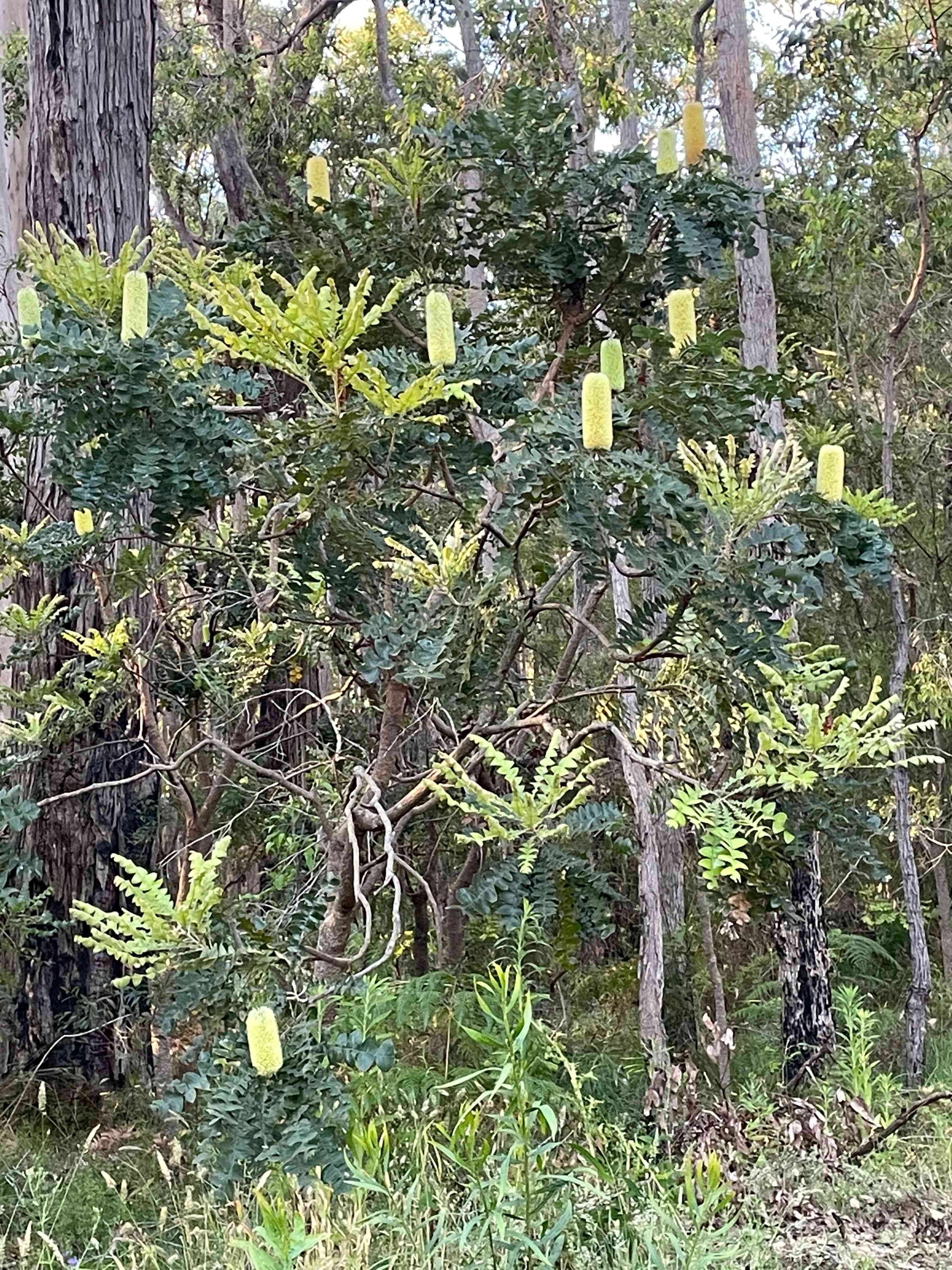 Highway Hideaway - Manjimup